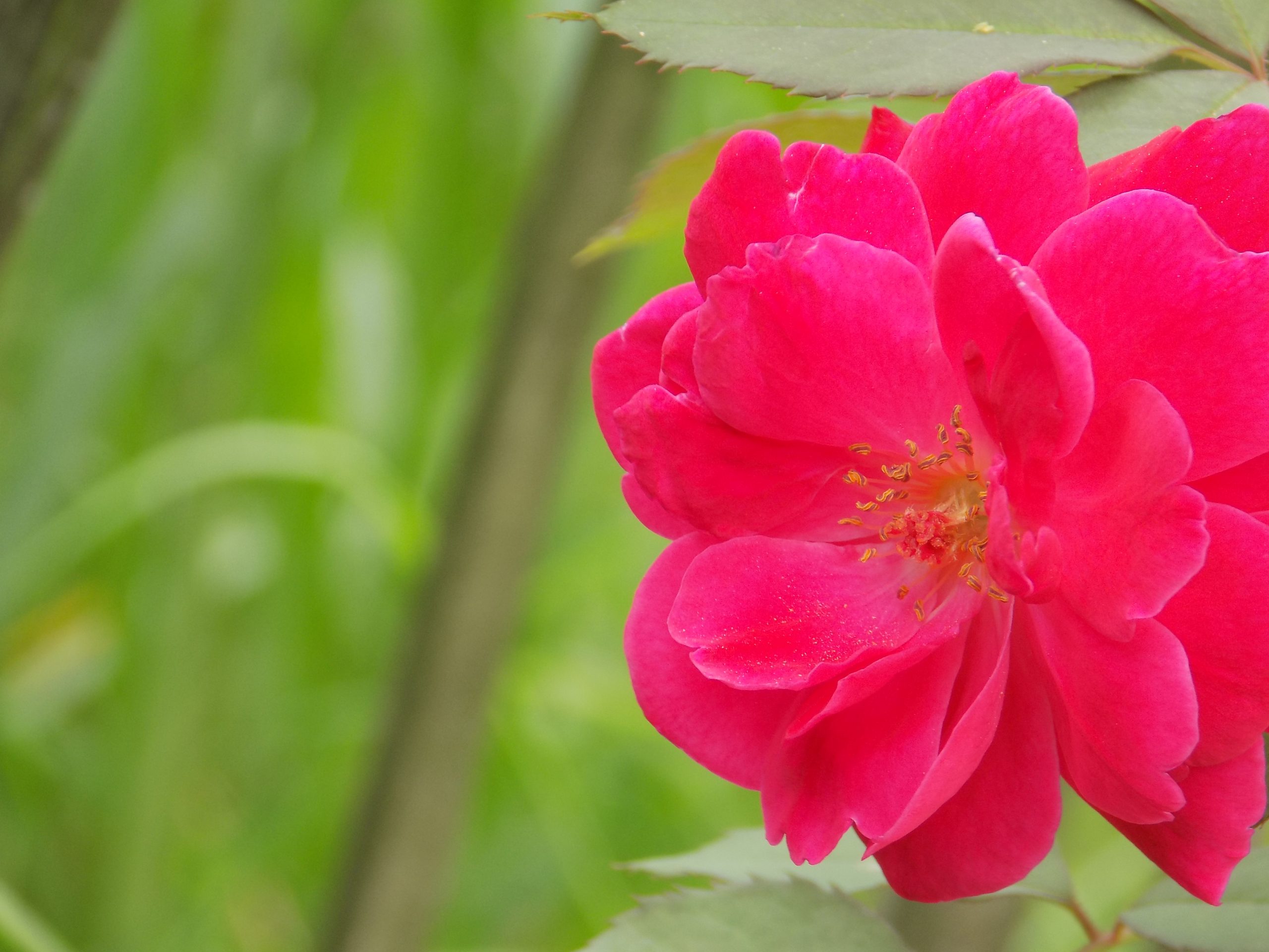 Pink Wild Rose Pixahive