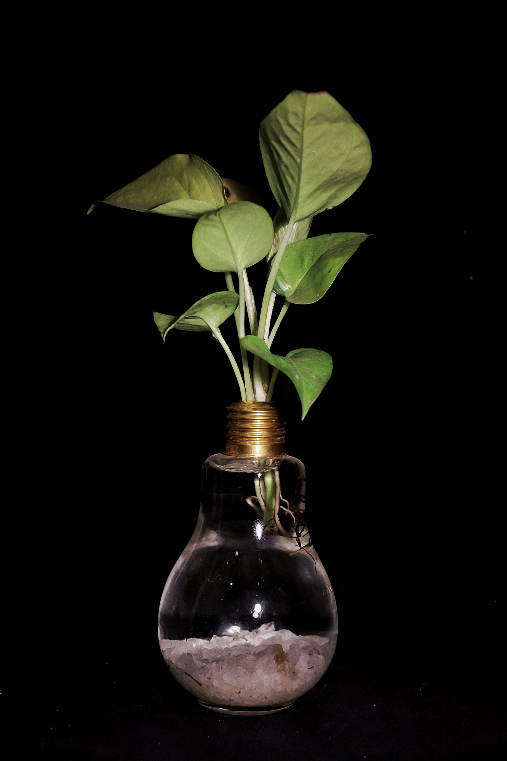 plant in a bulb