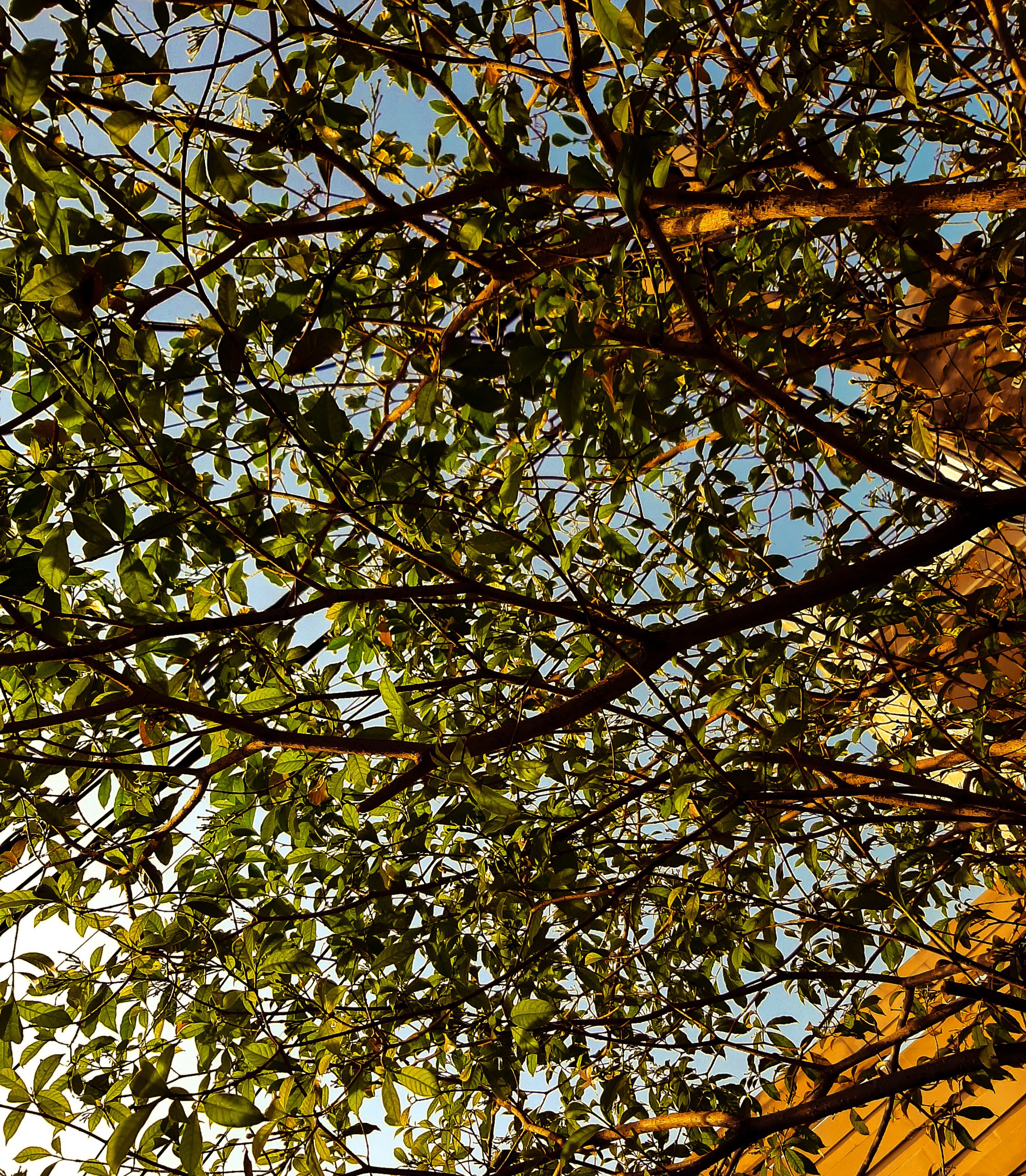 leaves on a tree