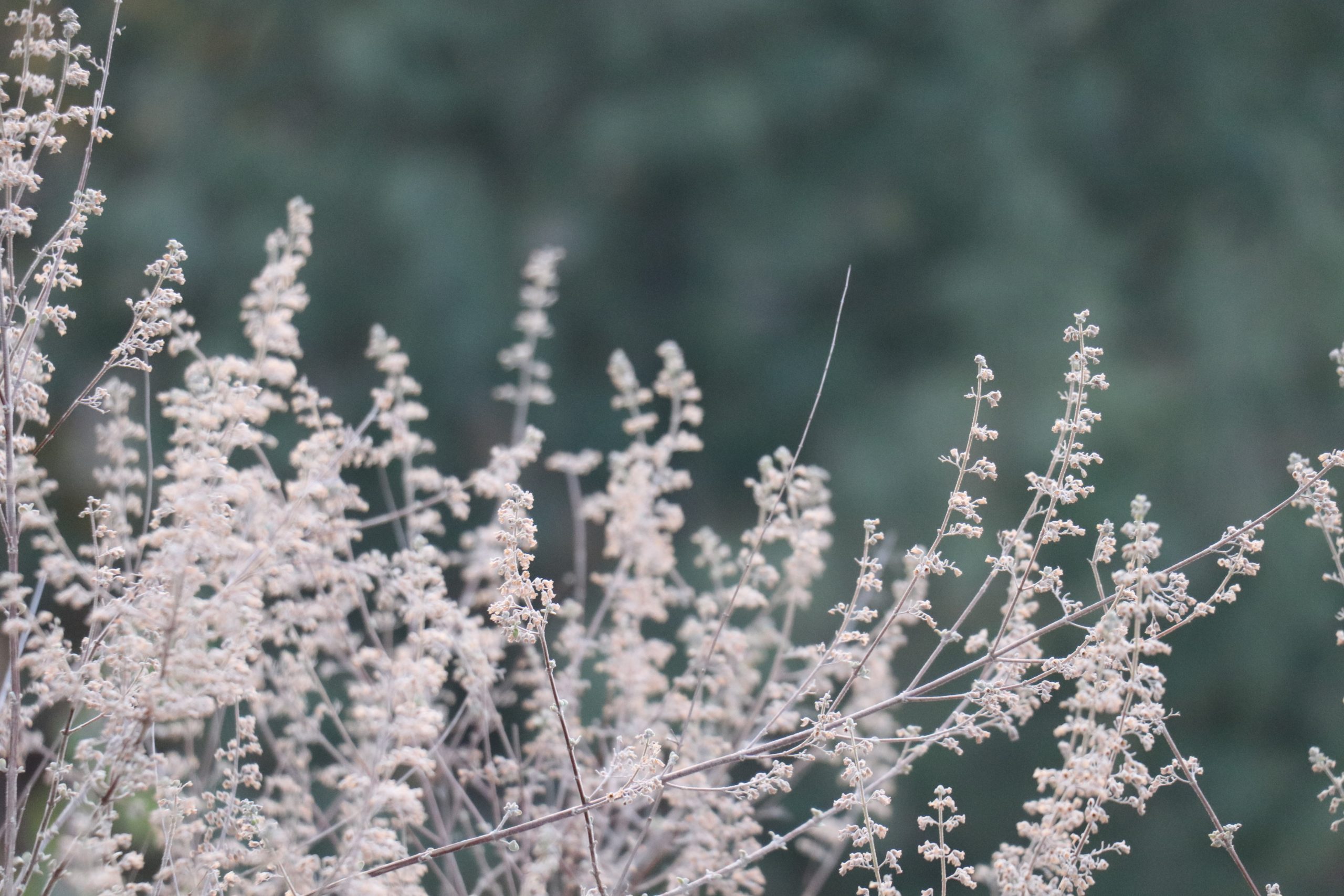 Plants and their seeds