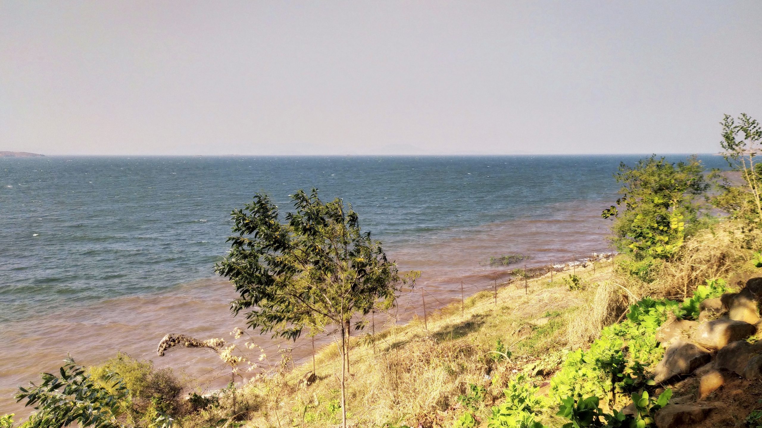 Plants at a beach