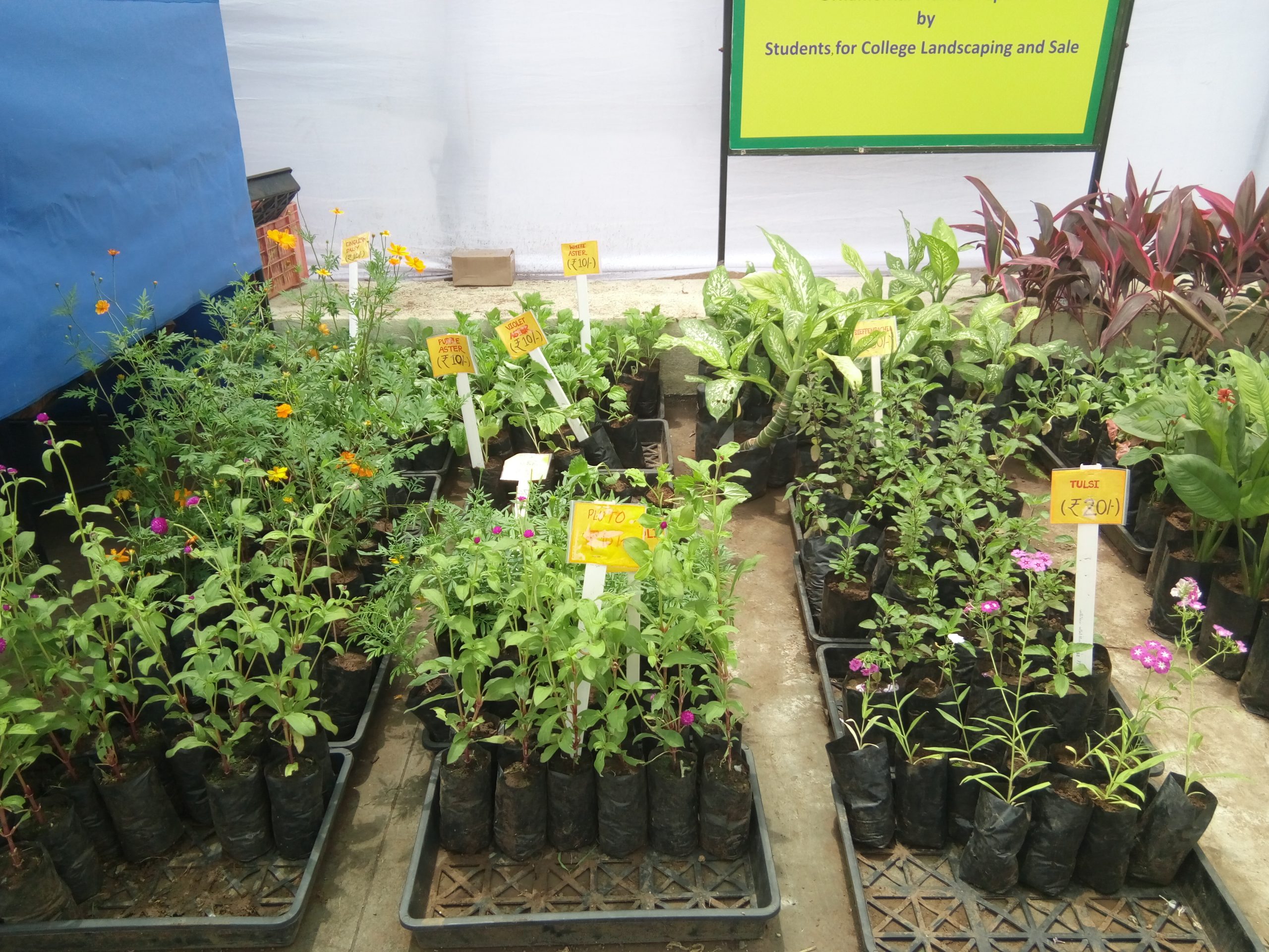 Plants in a nursery horticulture