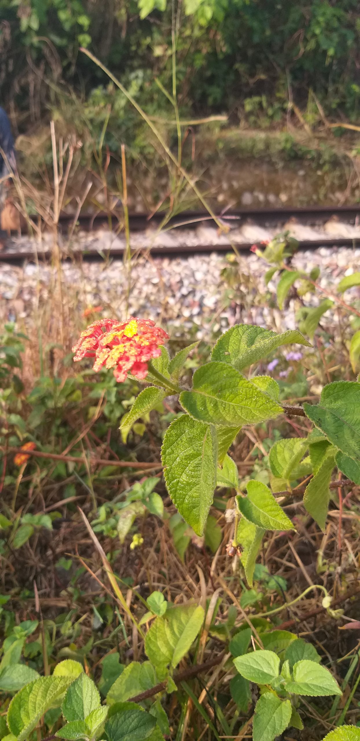Plants near a railway track