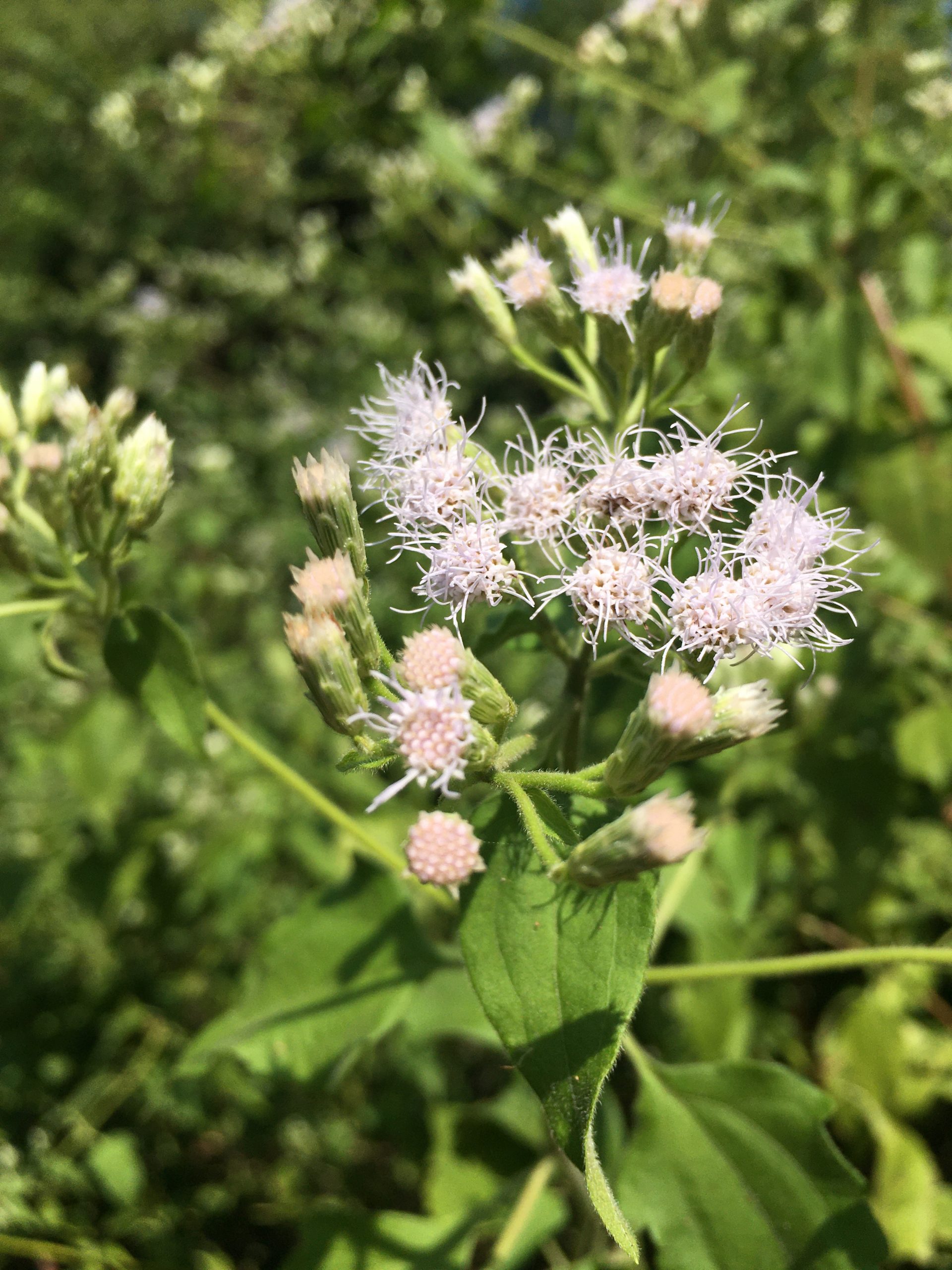 Flowering plant