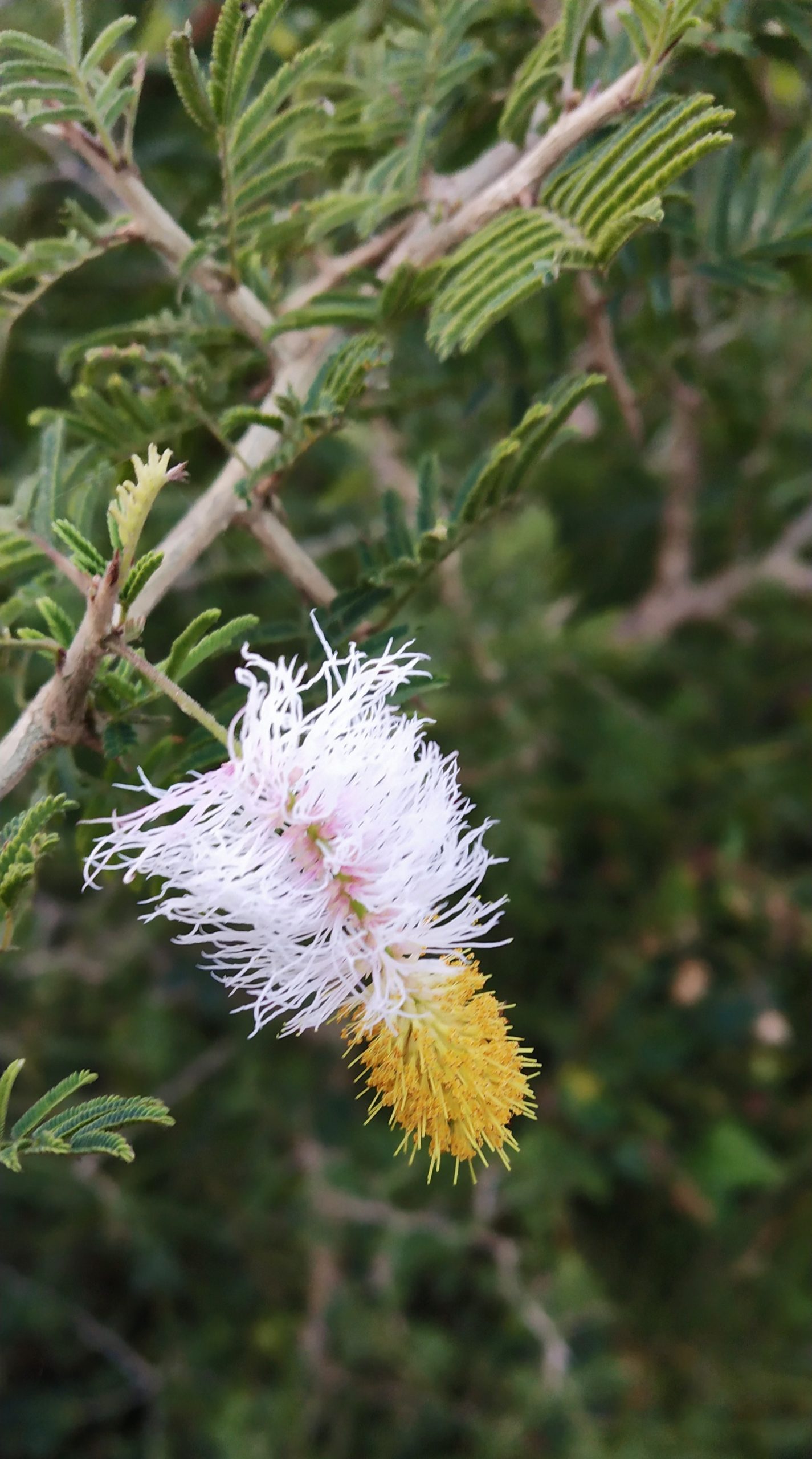 Prosopis cineraria Linn flower