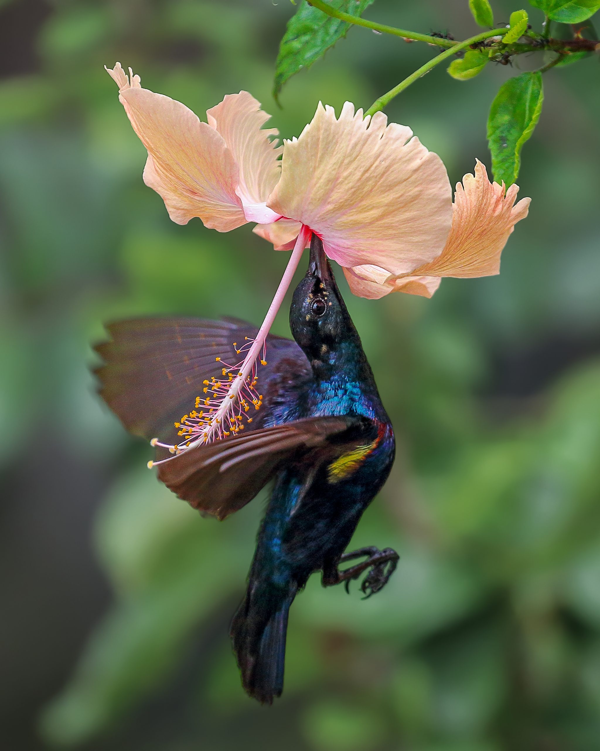 Purple Sunbird Close-up