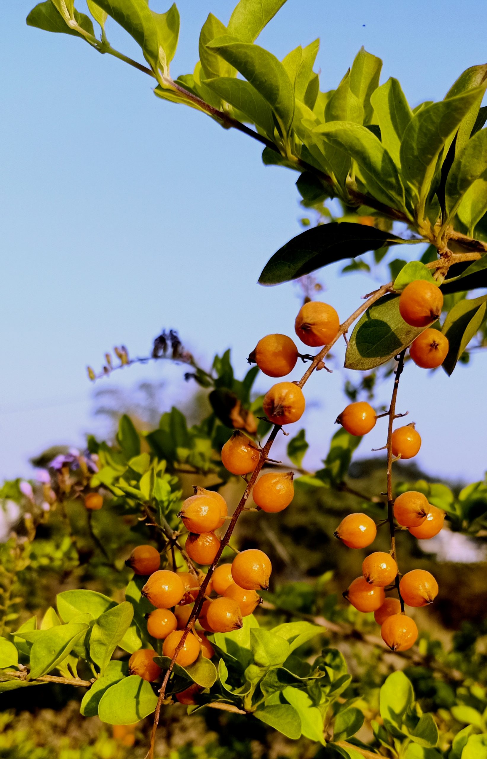 Pyracantha Orange plant