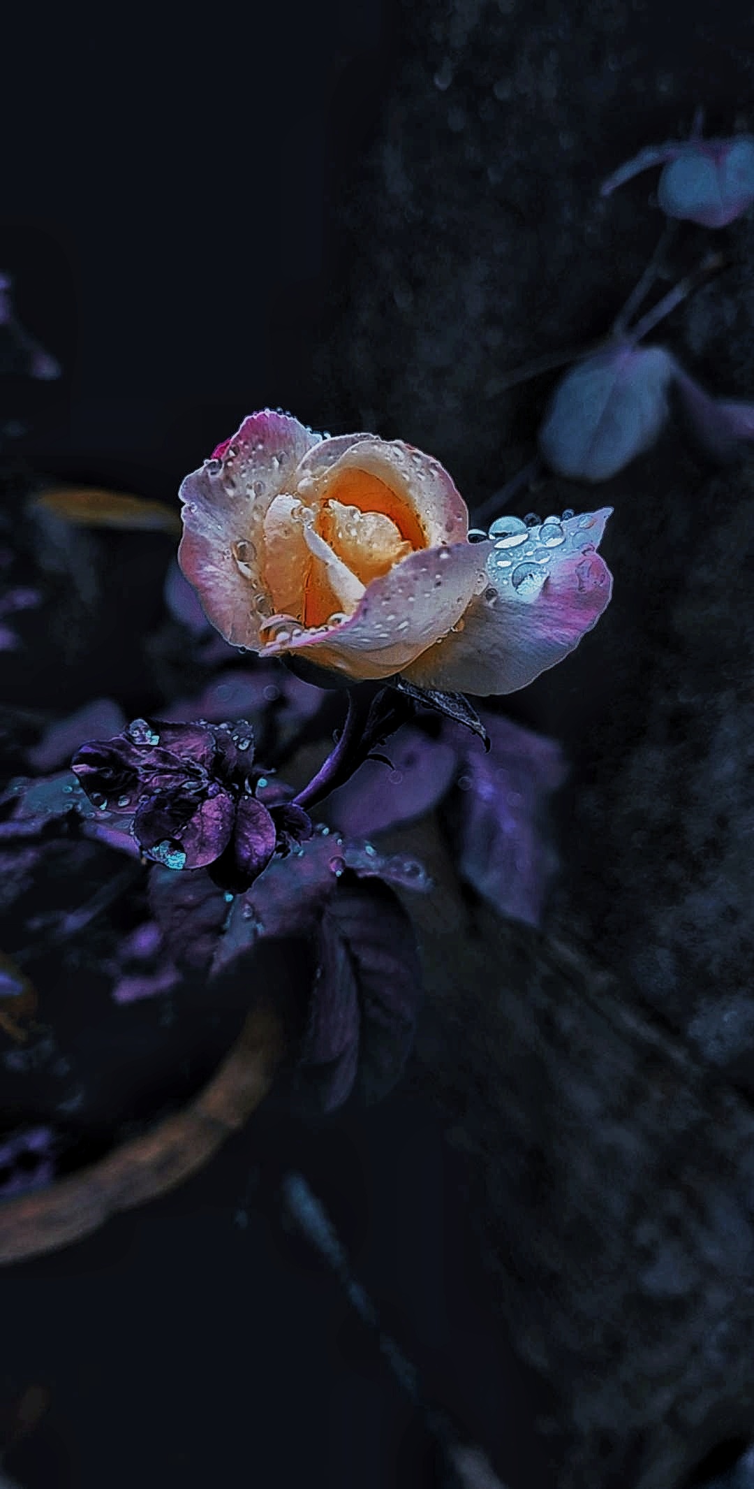 Rain droplets on rose
