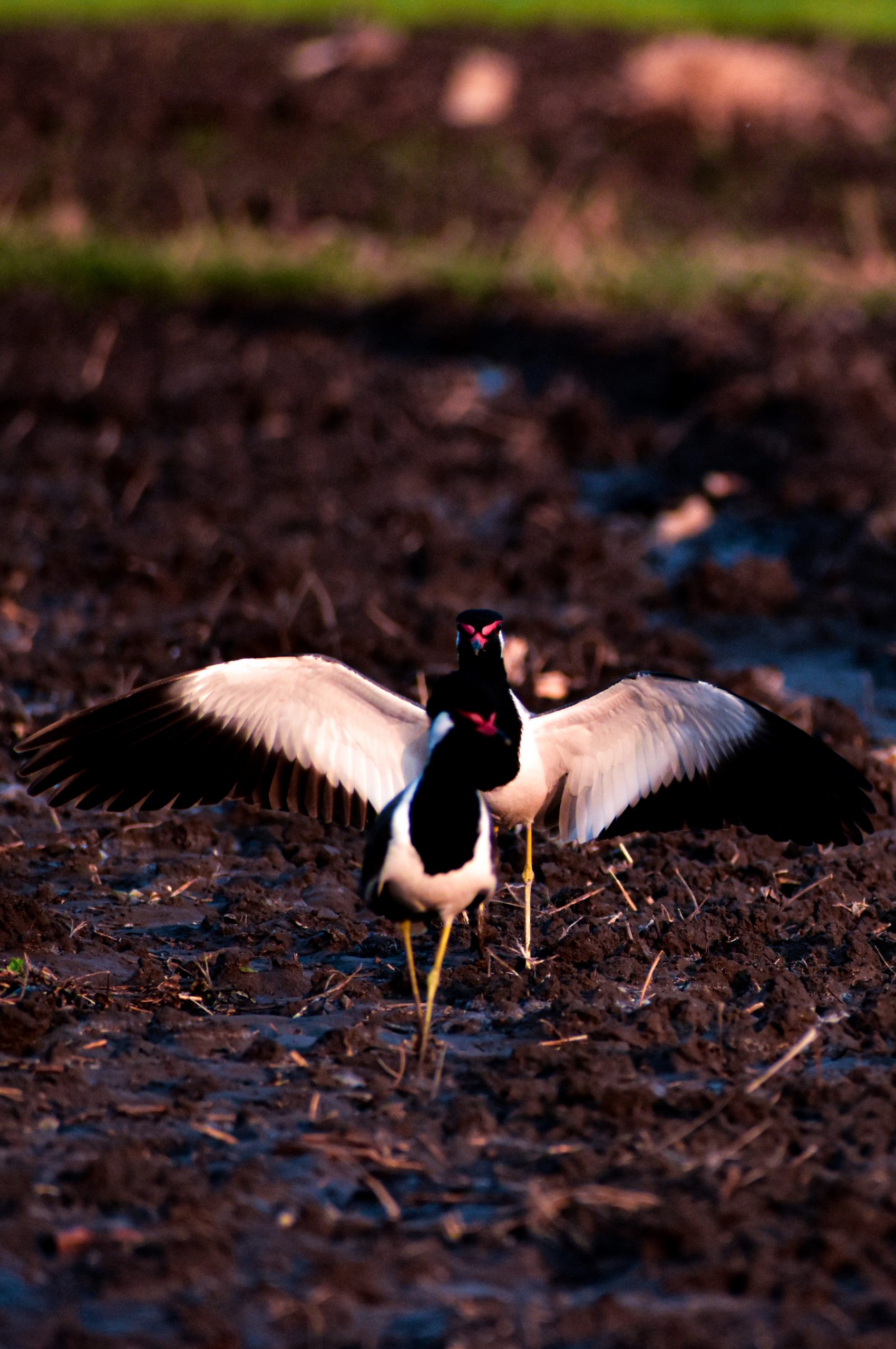 Red-wattled lapwing birds