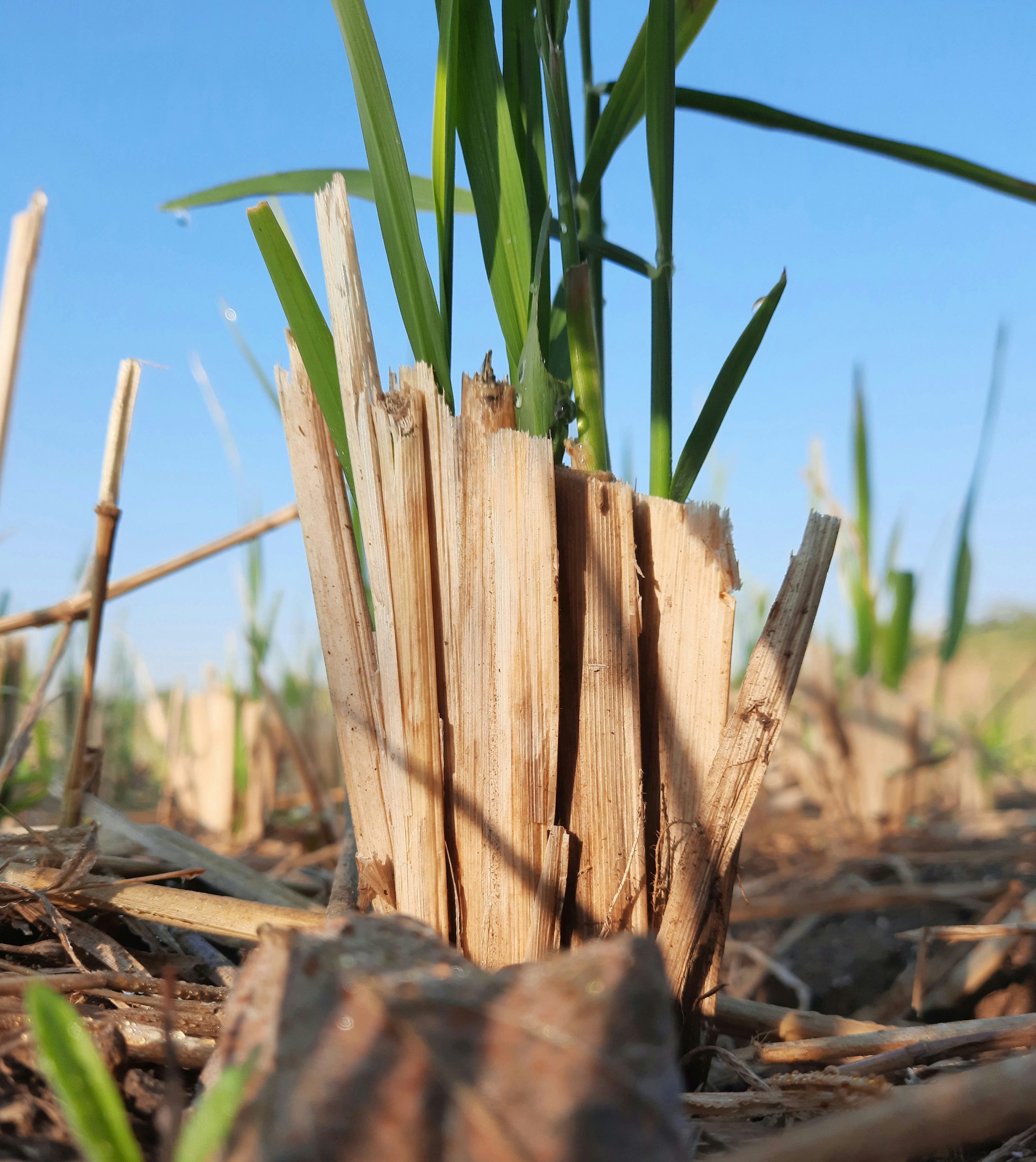 A rice plant stump