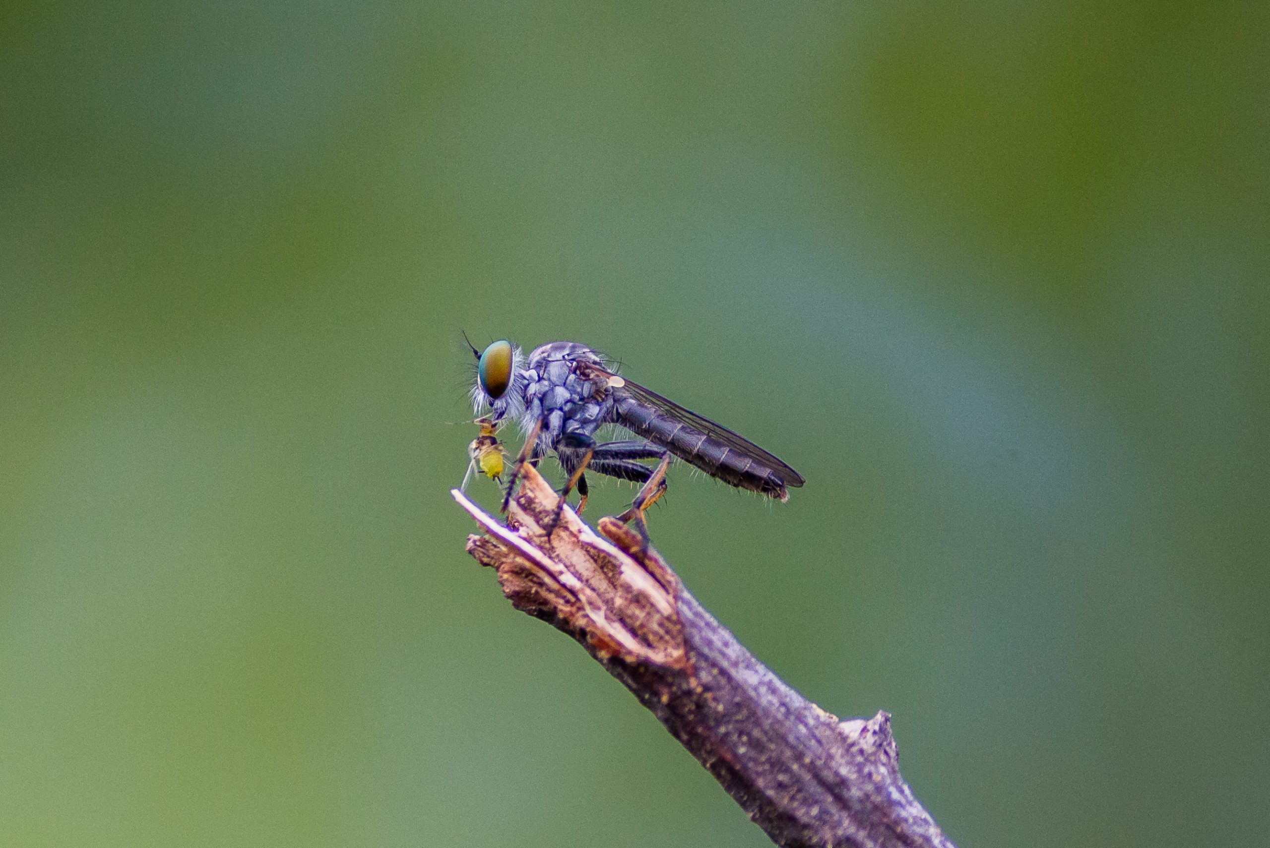 A robber fly with its kill