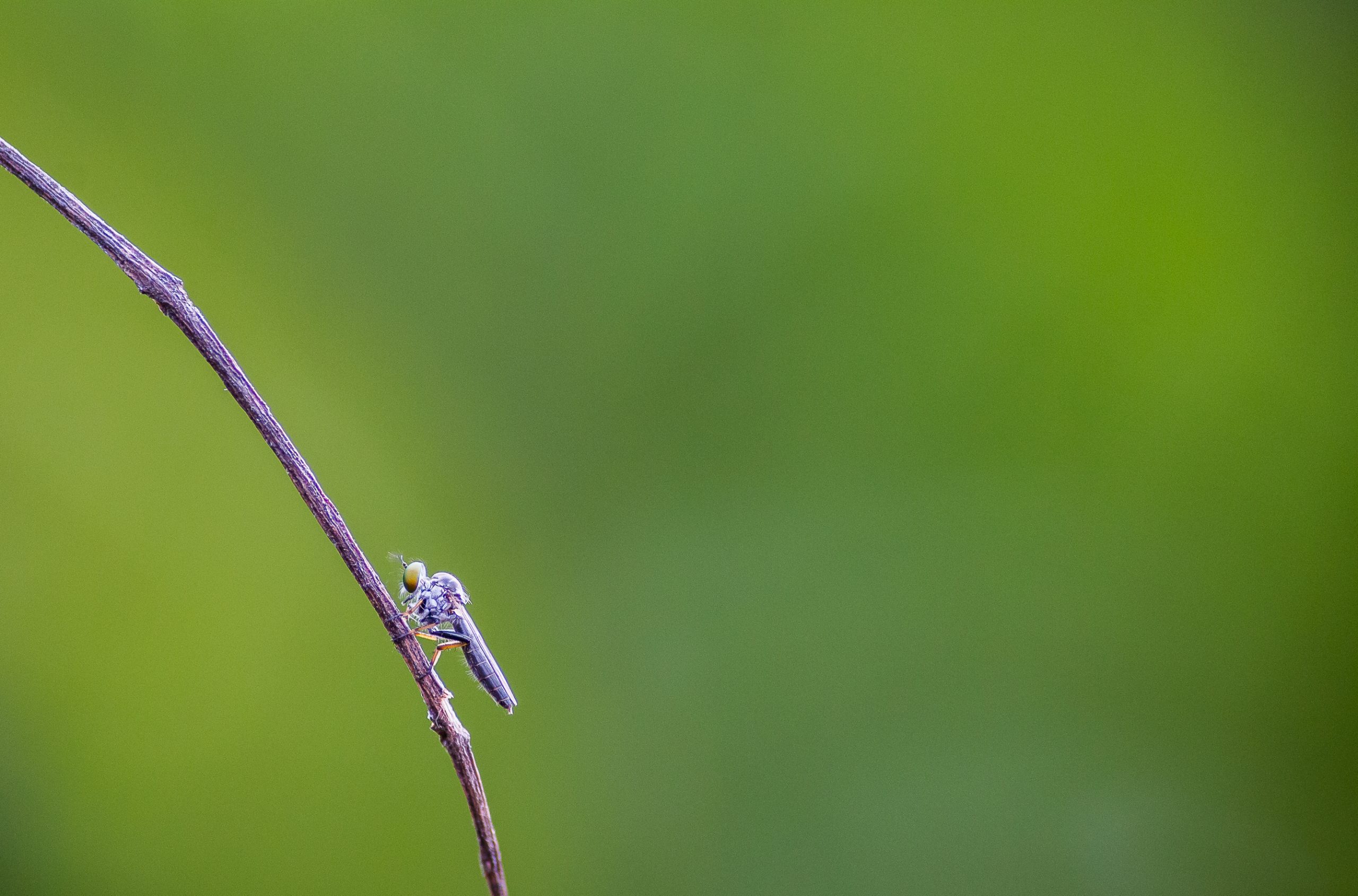 Insect sitting on plant stem
