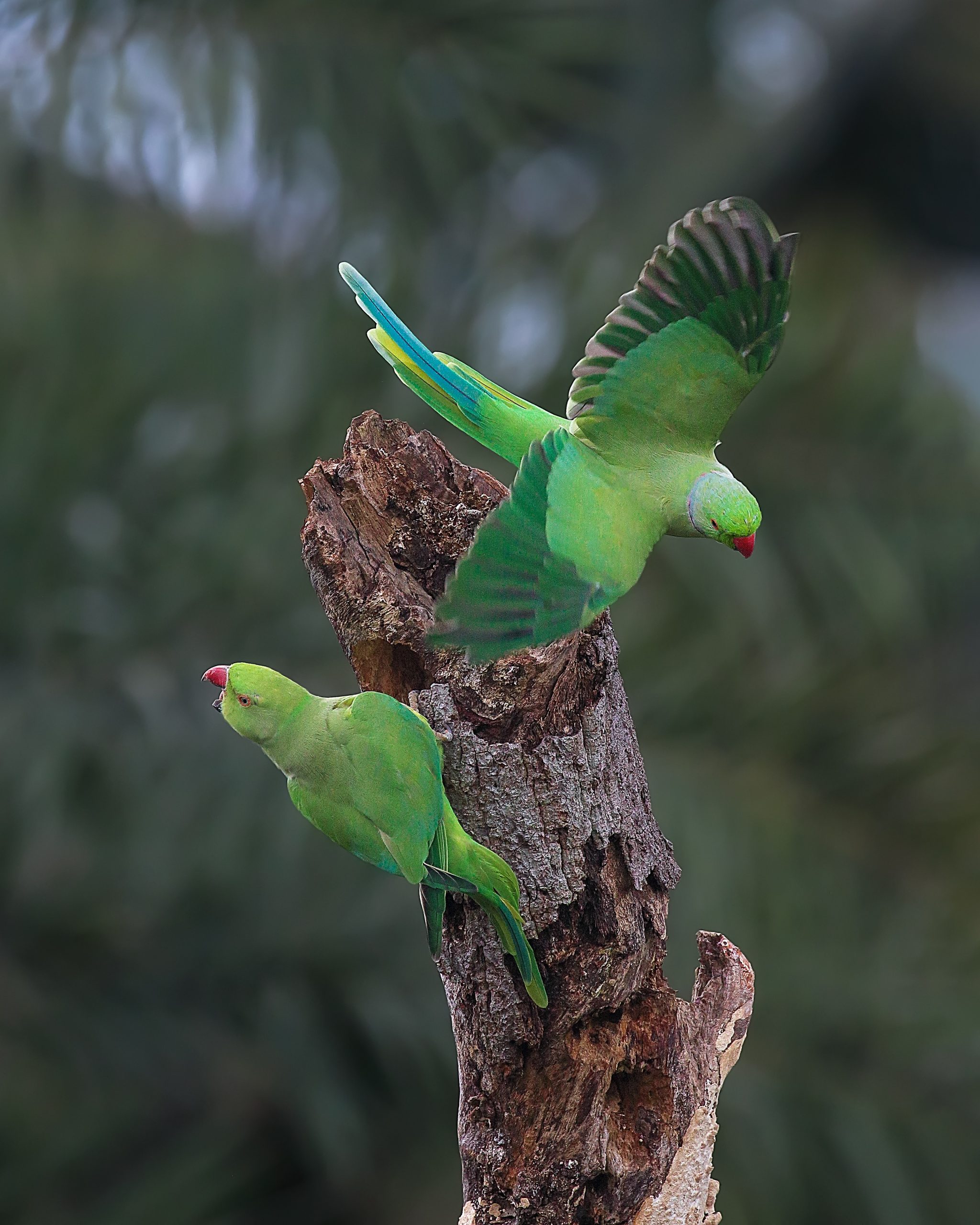 Parrots