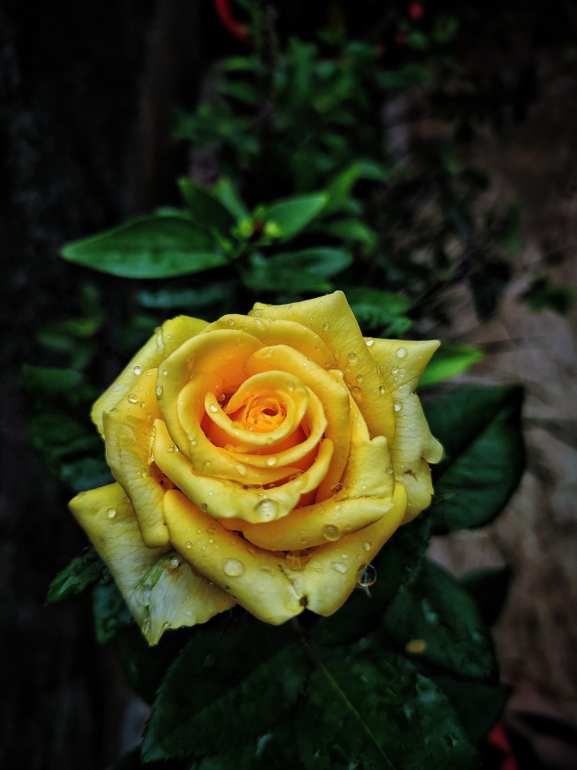 rain drops on a rose