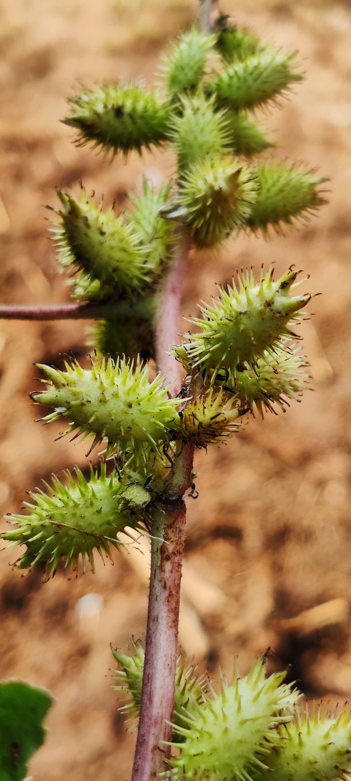 Rough cocklebur on its plant