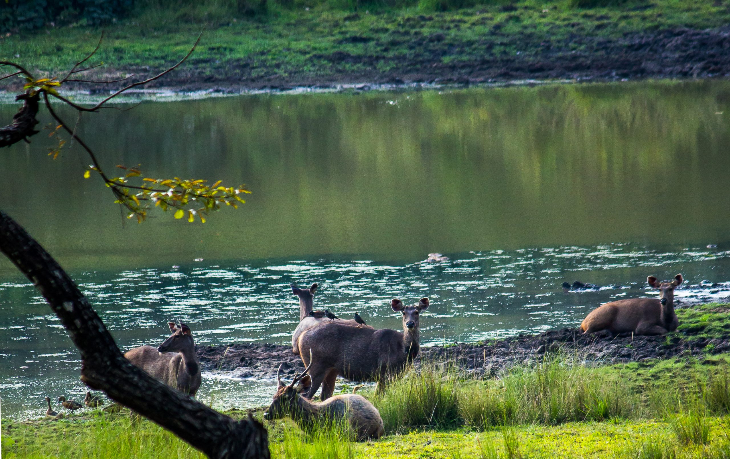 Sambar Deers at a river bank