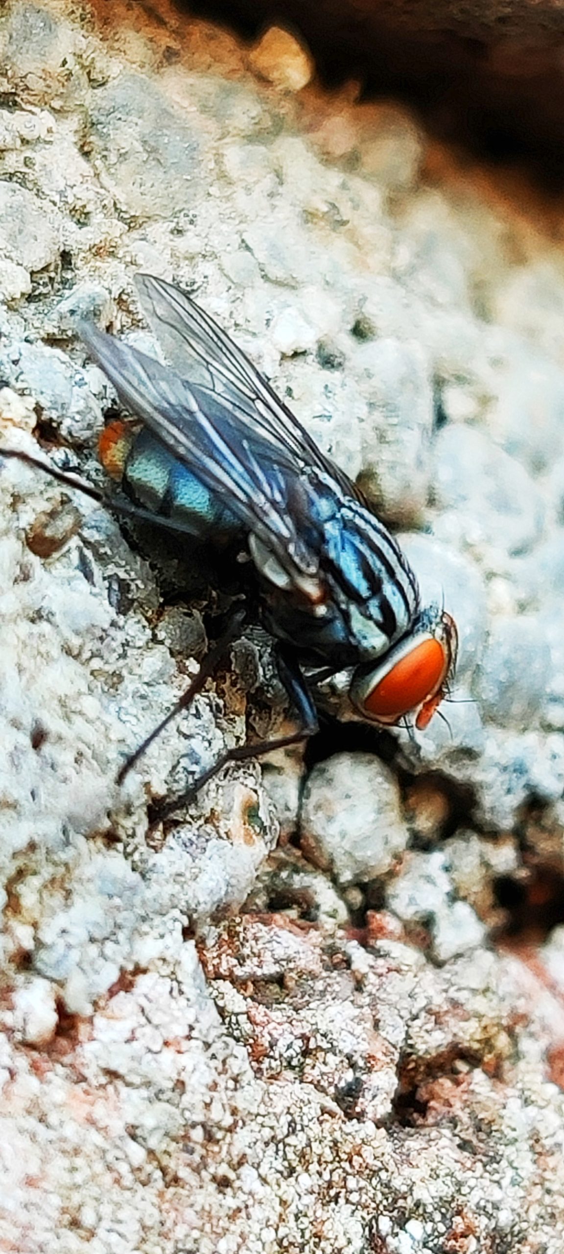 Sarcophaga carnaria fly