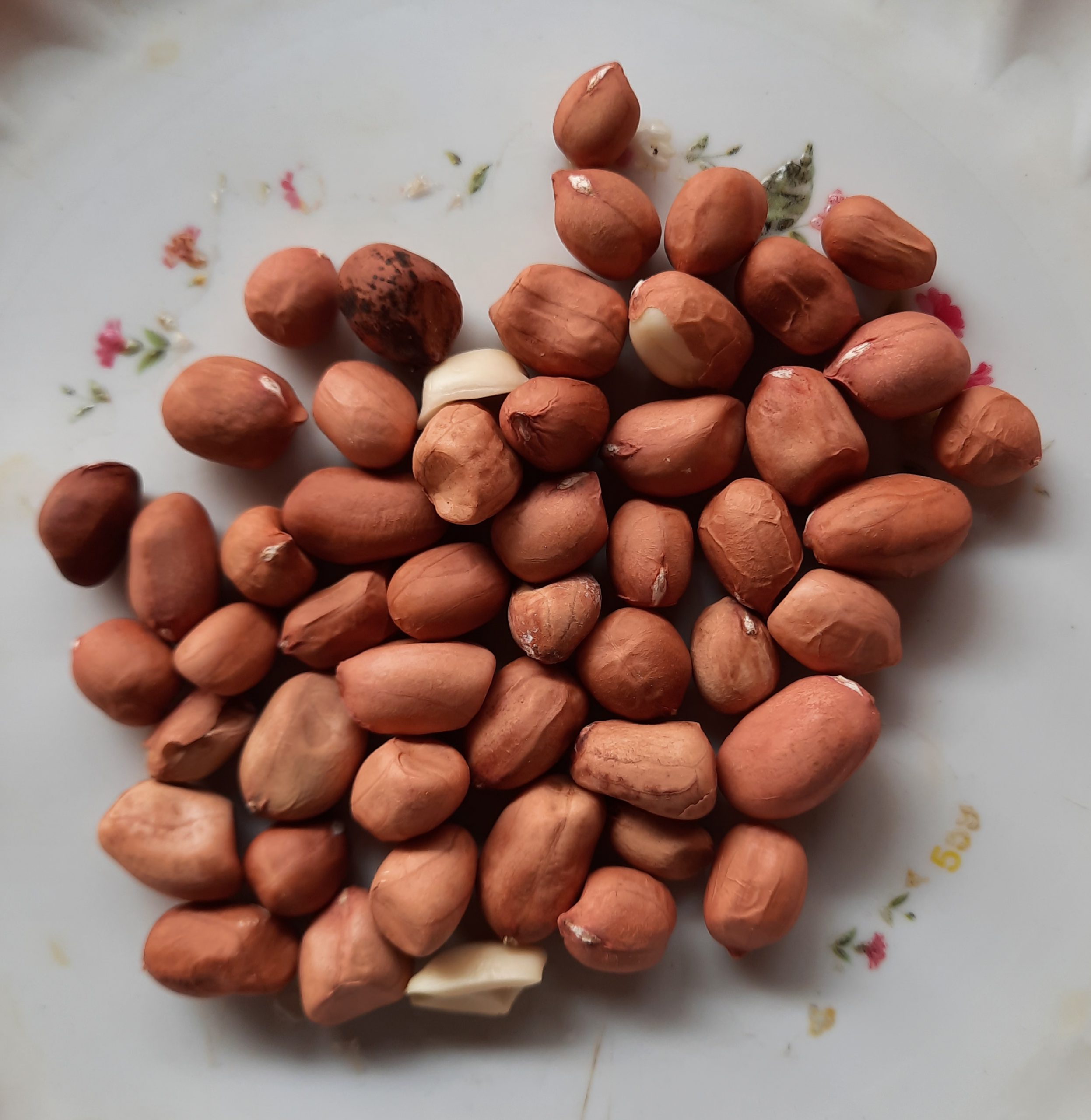 Seeds of peanut
