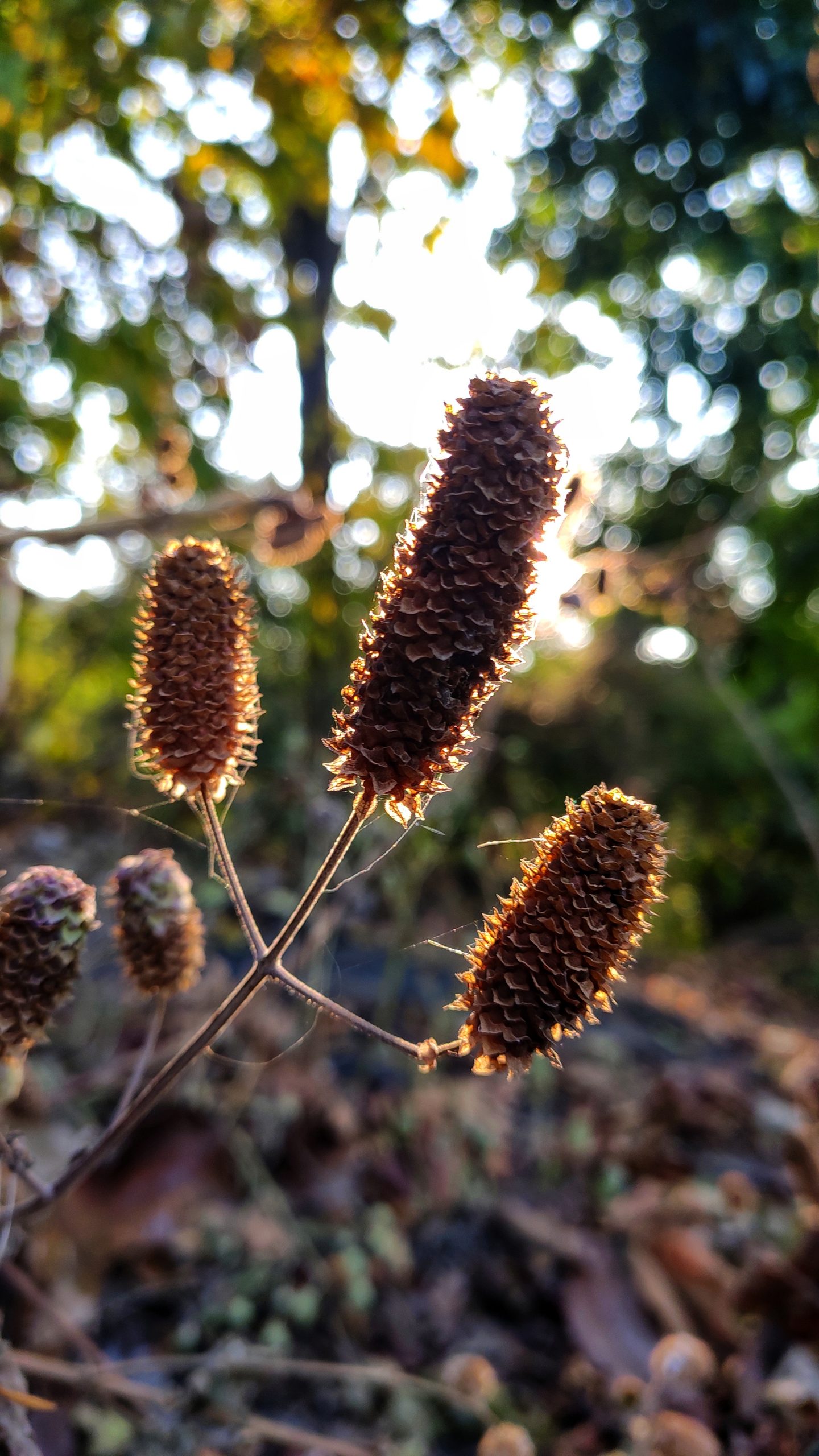 Seeds of a plant