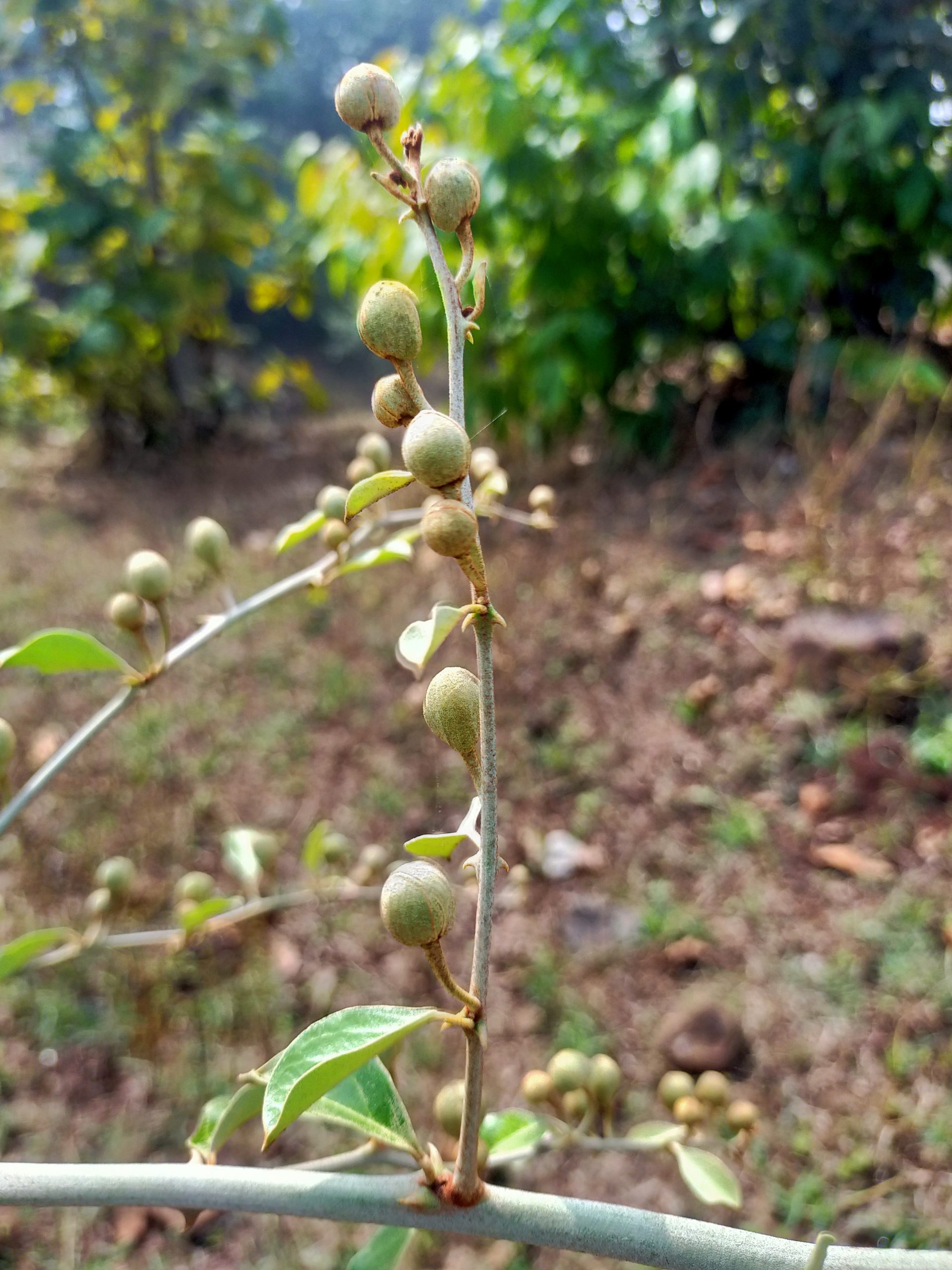 Seeds on a plant