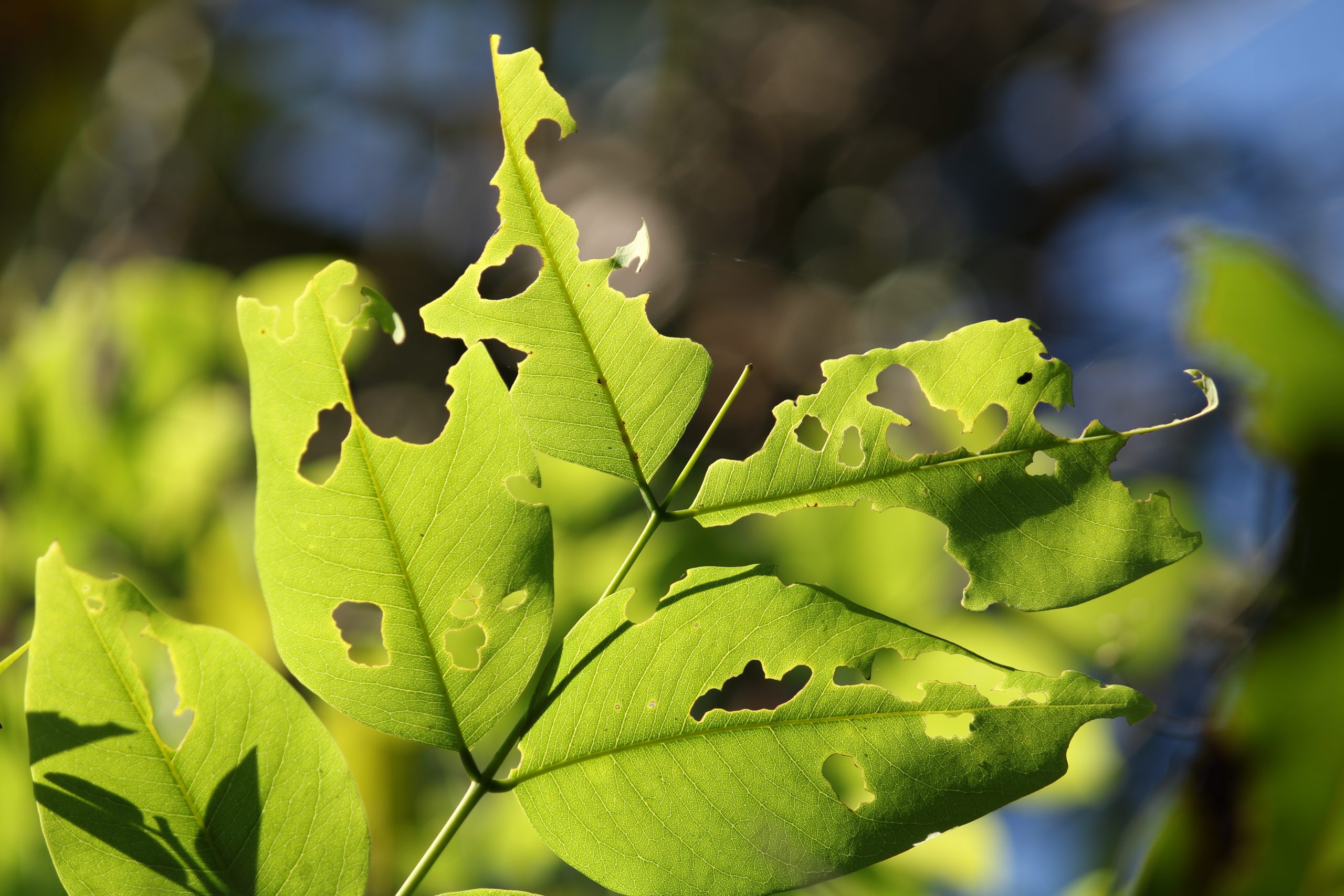 Shining green Leaf