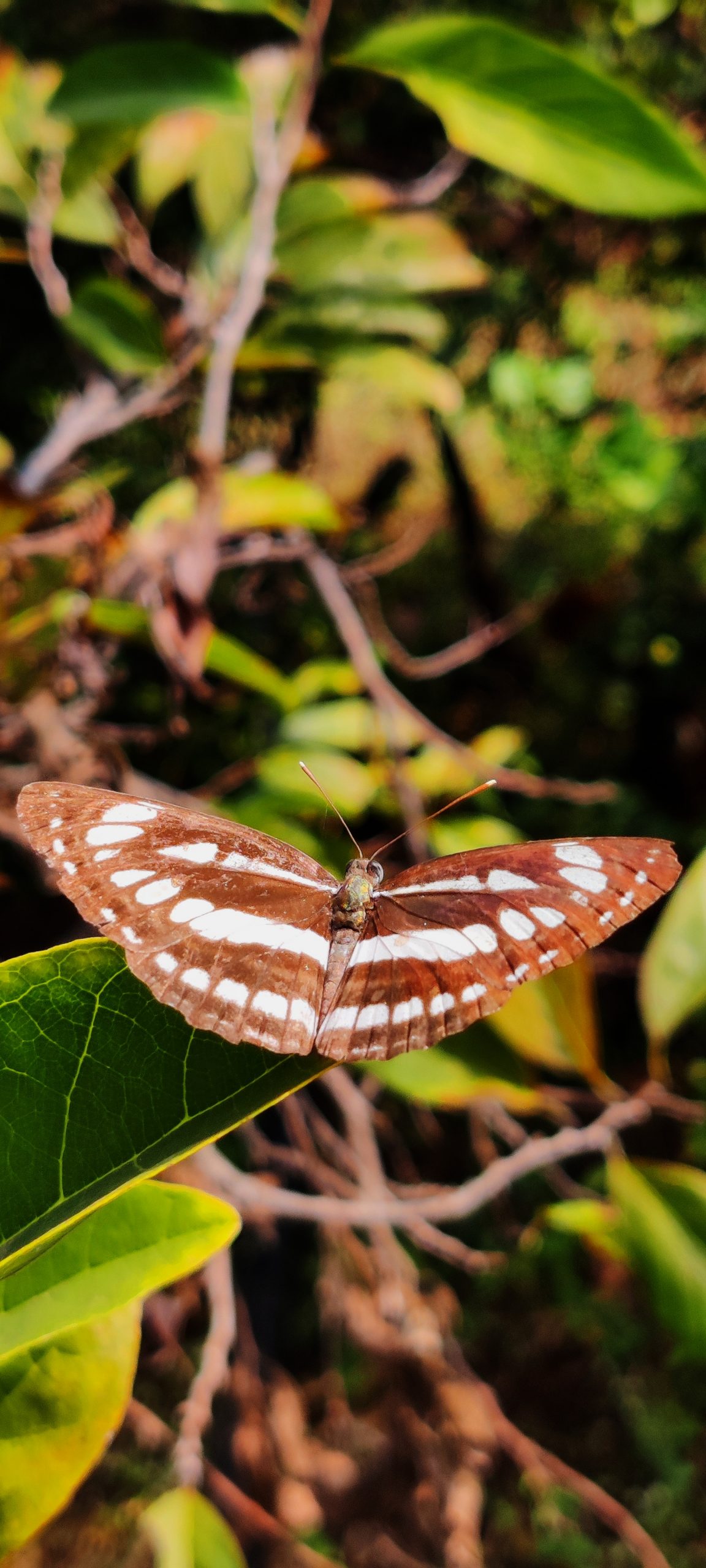 Butterfly Close Up