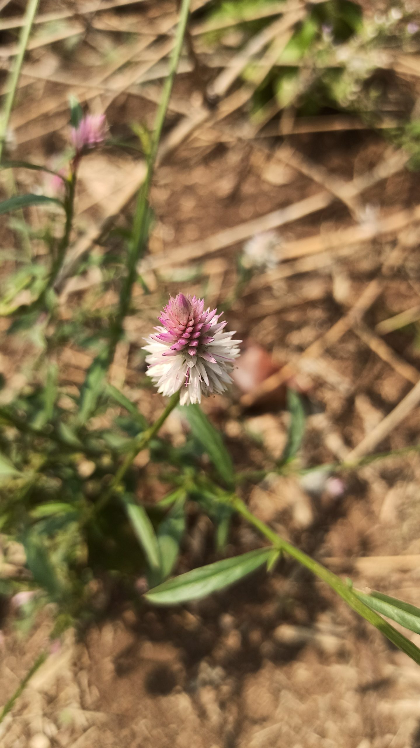 Flowering plant