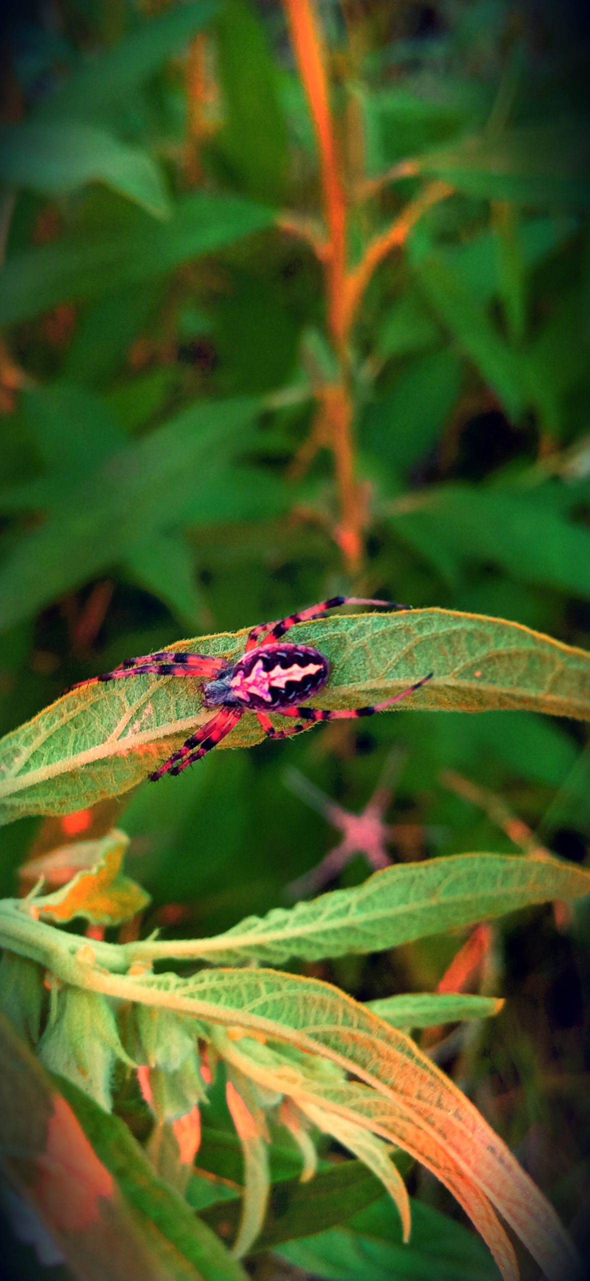 Spider on leaf