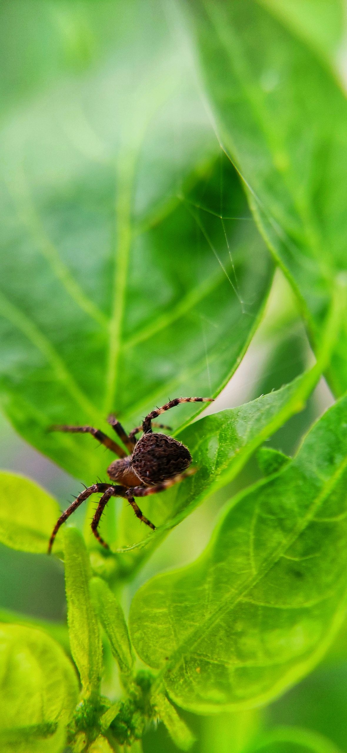 spider on a leaf