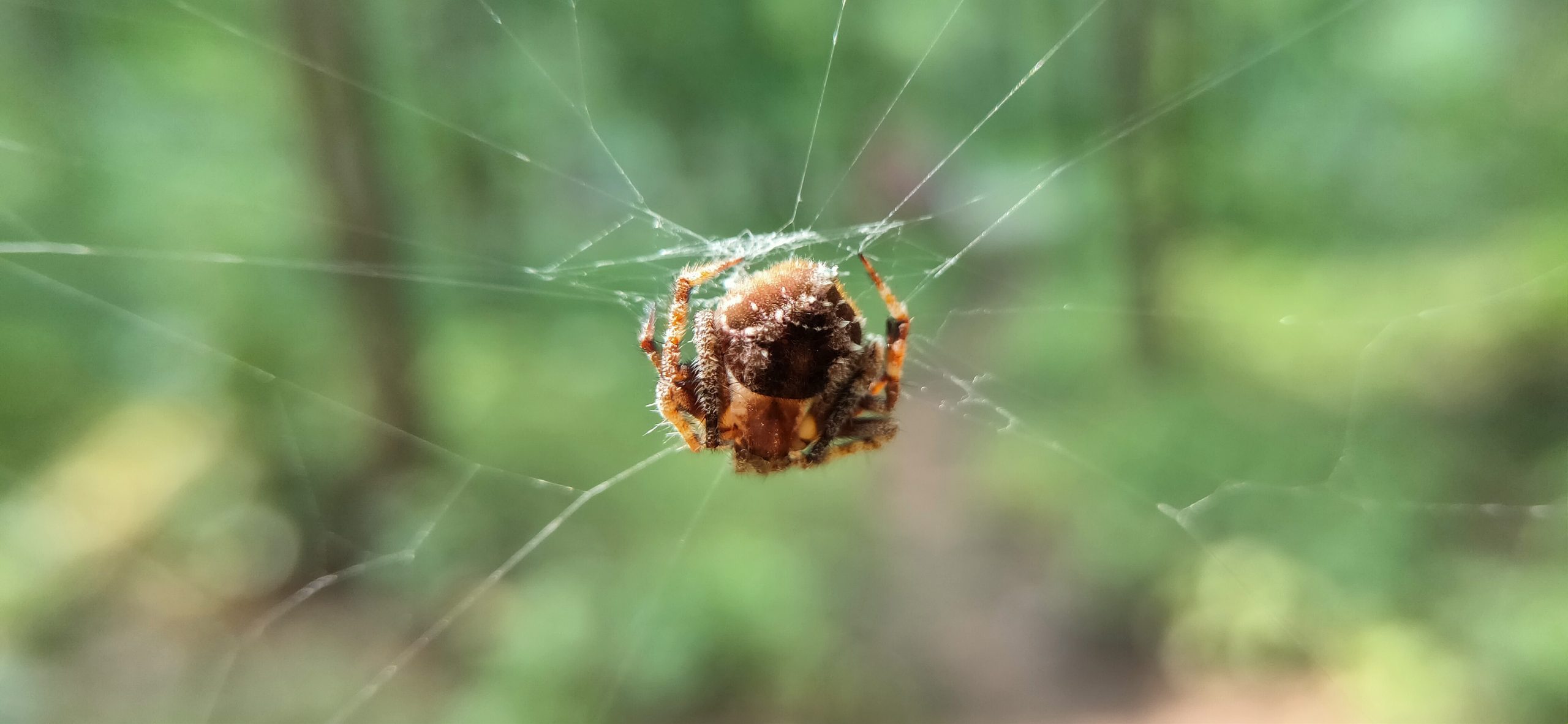 spider in a web