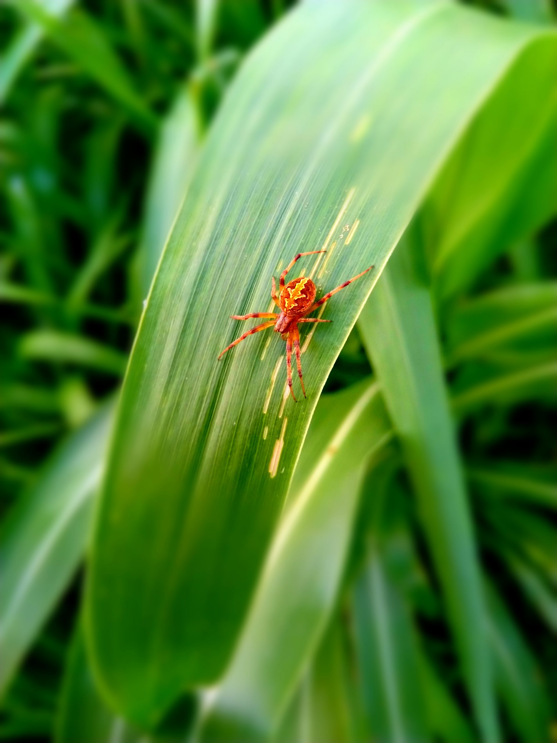 Spider on leaf