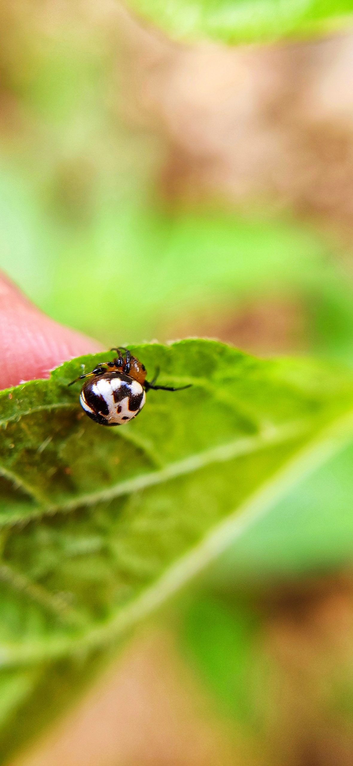 Spider on leaf