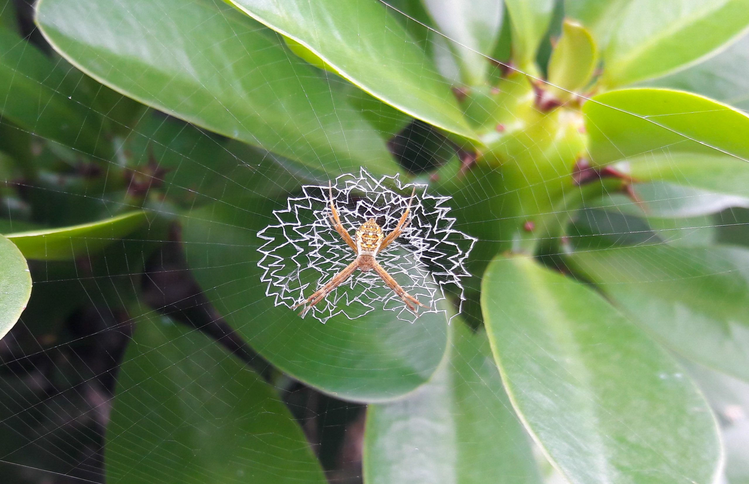 spider-pixahive