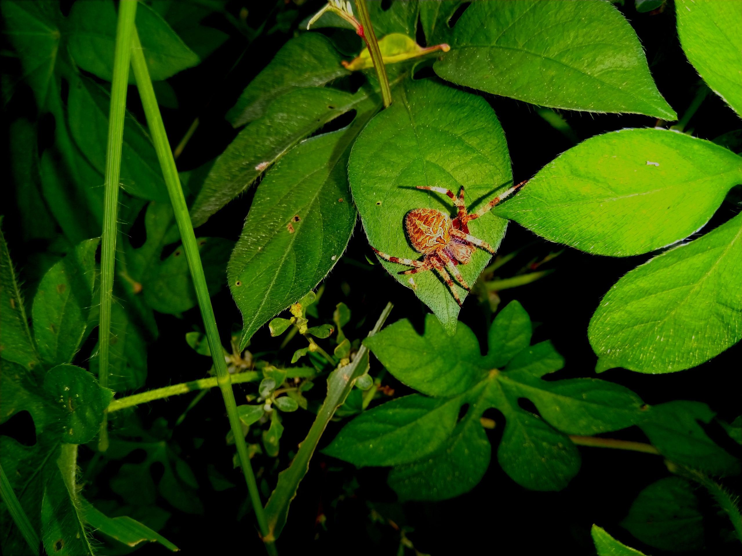 Spider on Green leaves