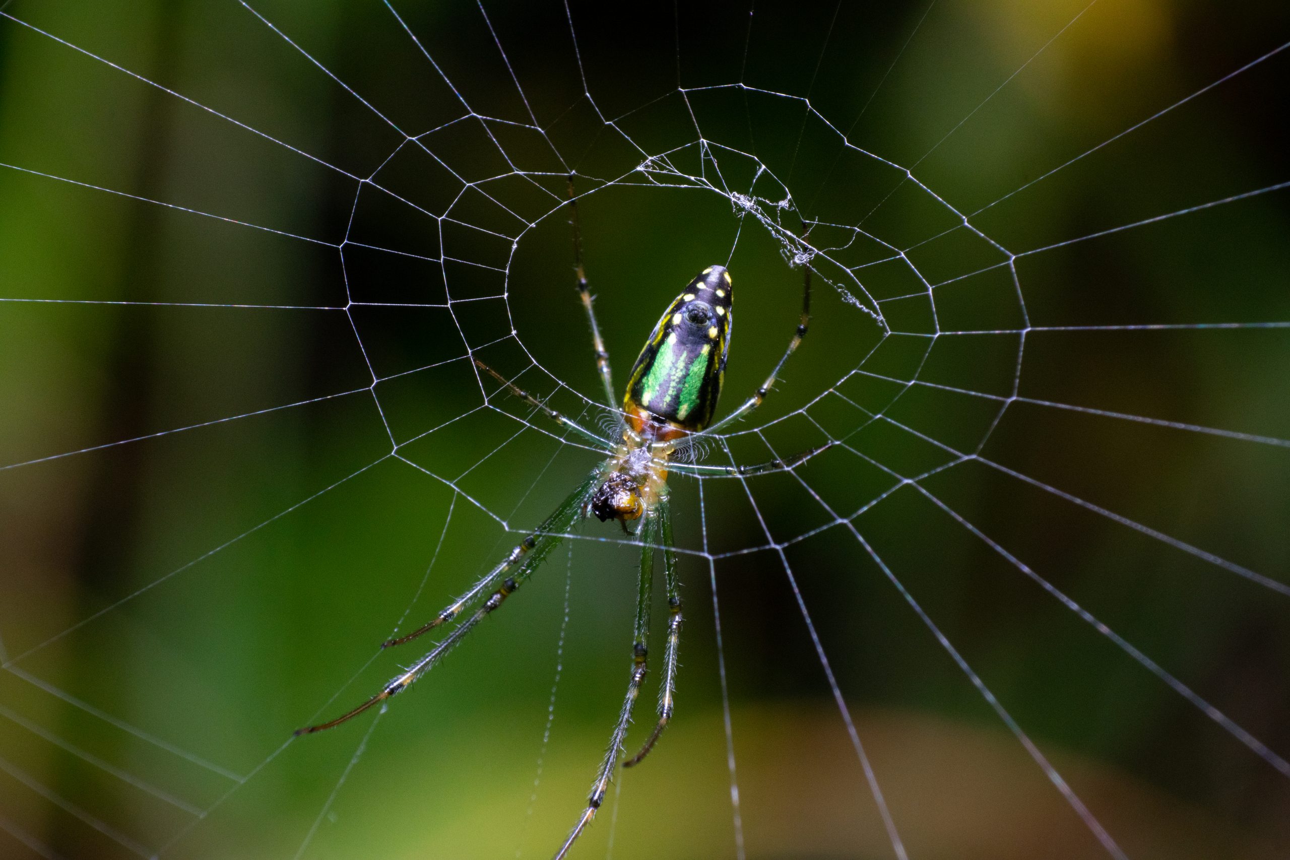 Spider's Cobweb