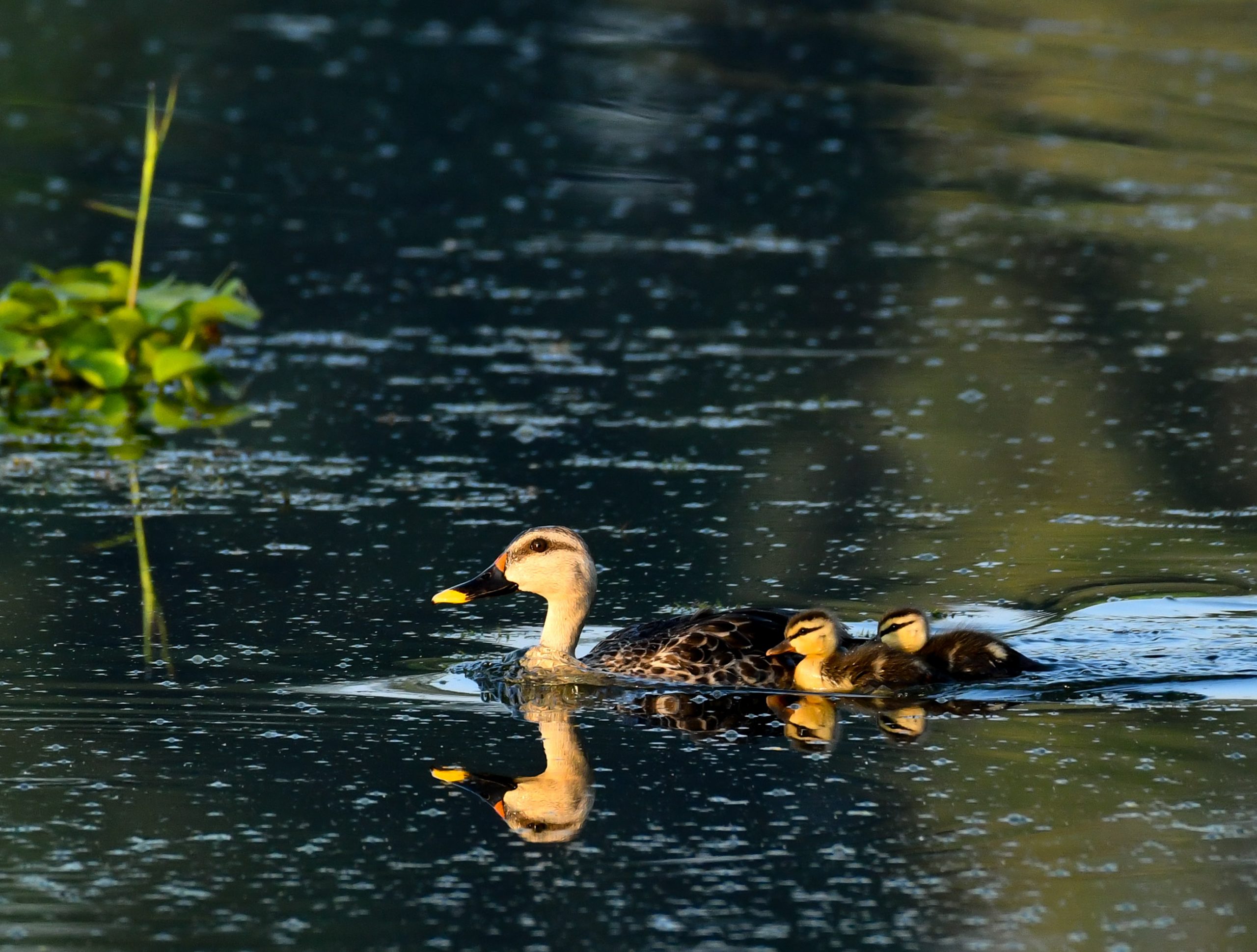 duck with ducklings in pond