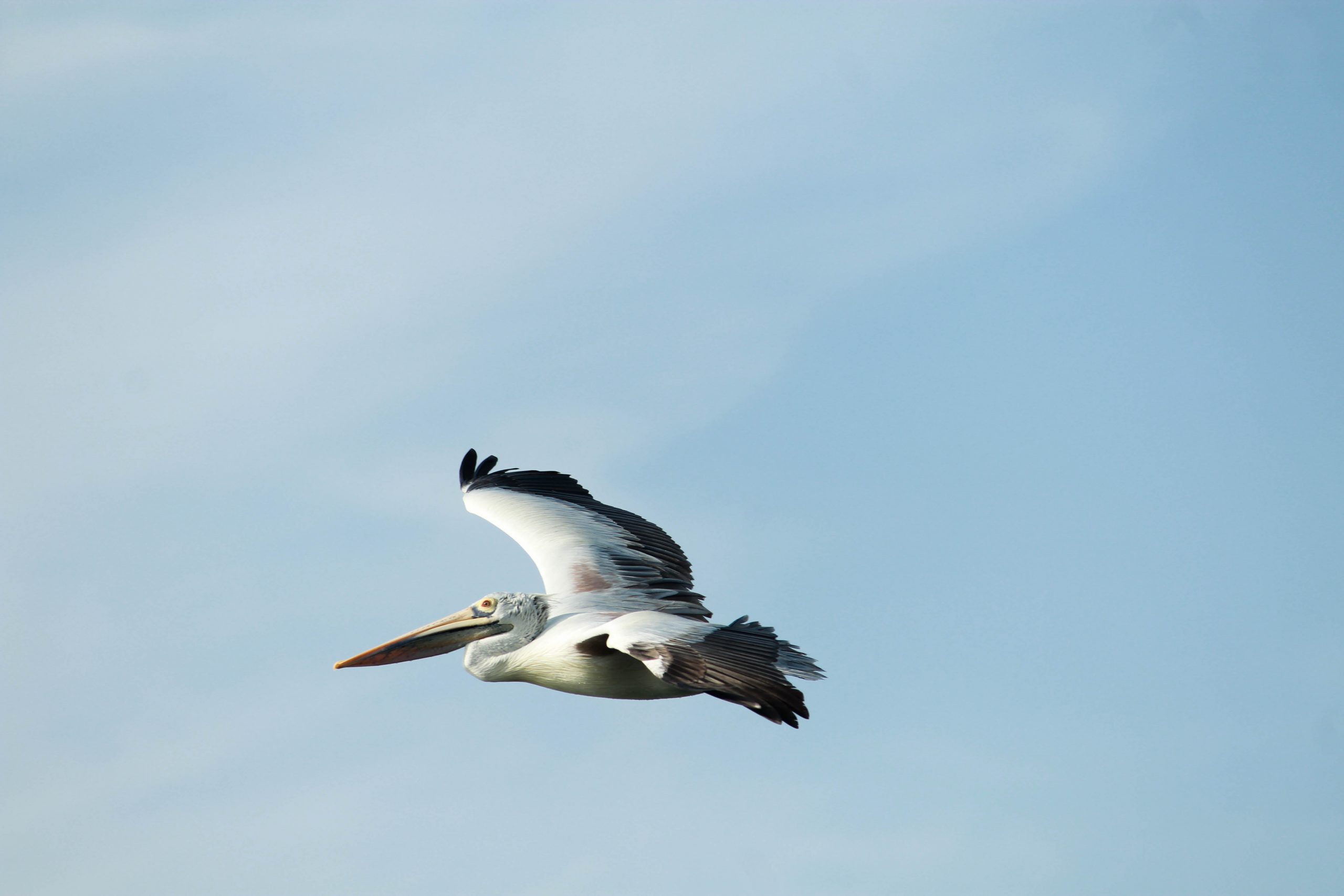 Flying Spot-billed Pelican