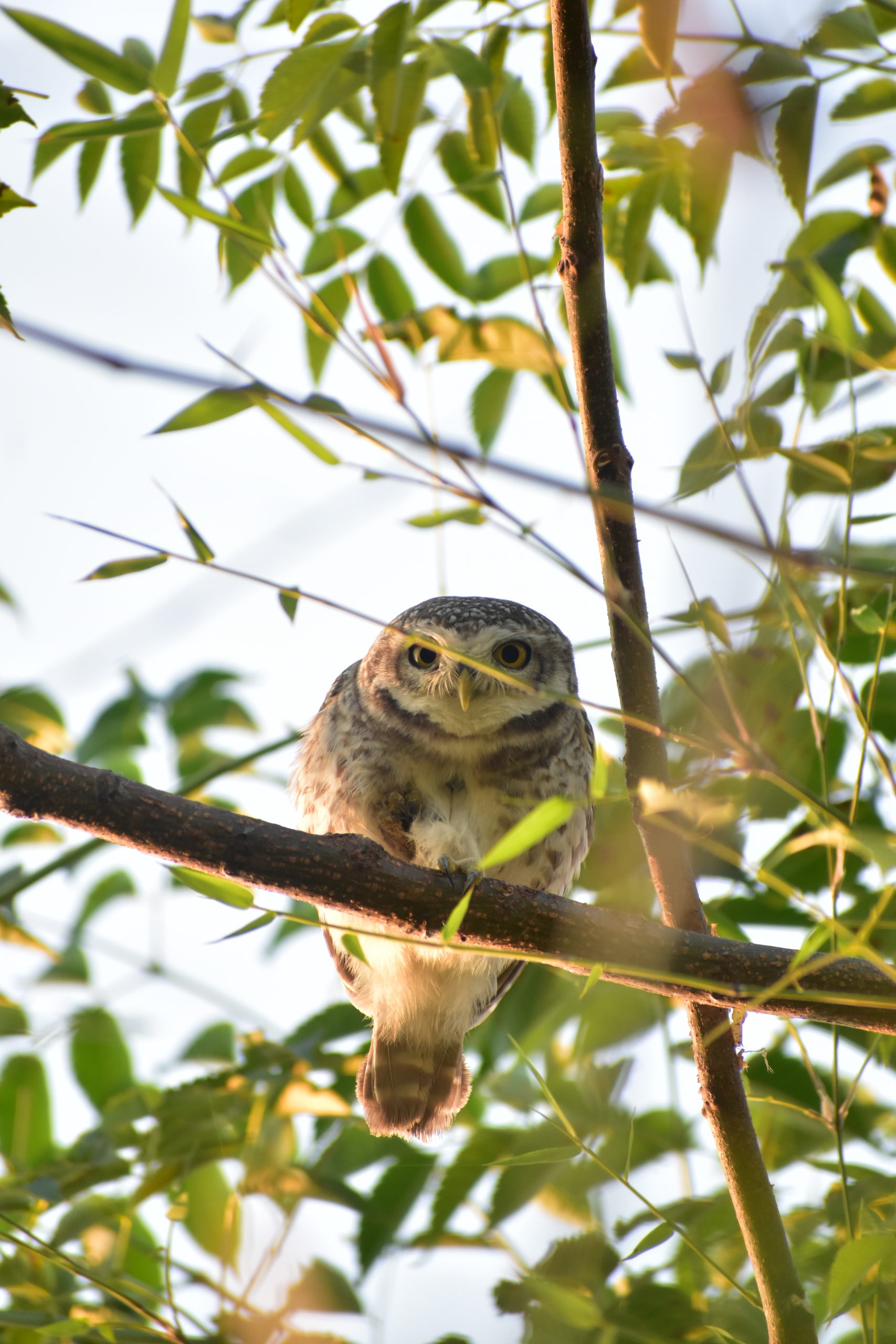 owl on a tree brach