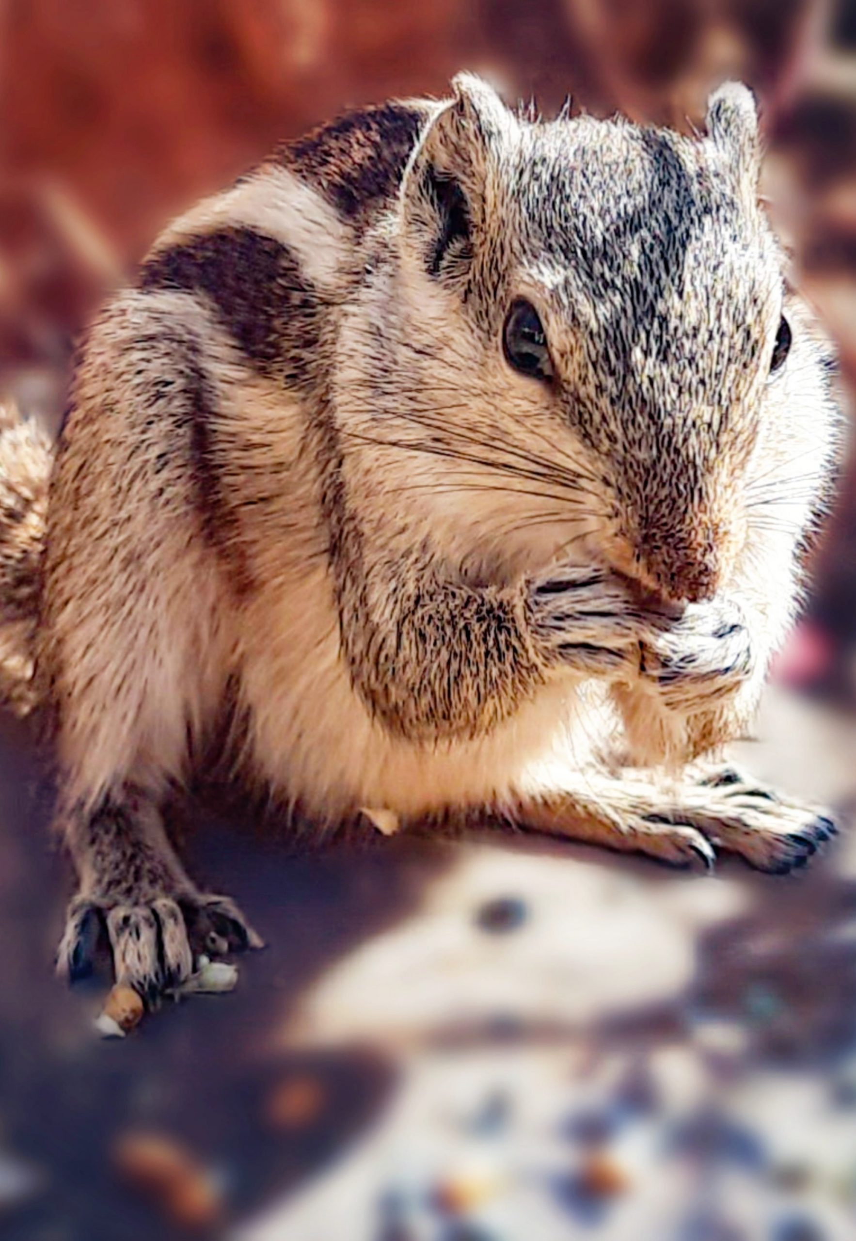 squirrel close up
