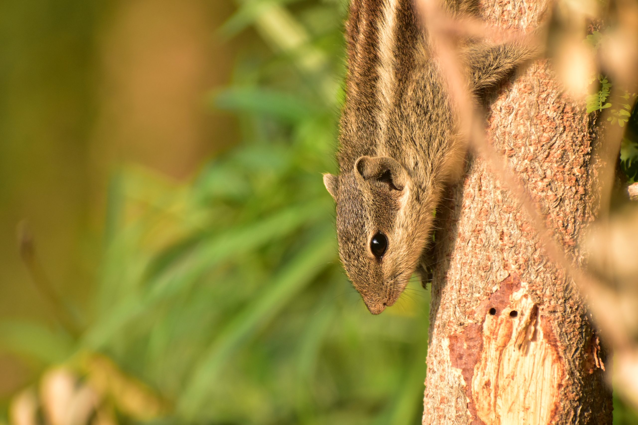 Squirrel portrait - Free Image by Devendra on 