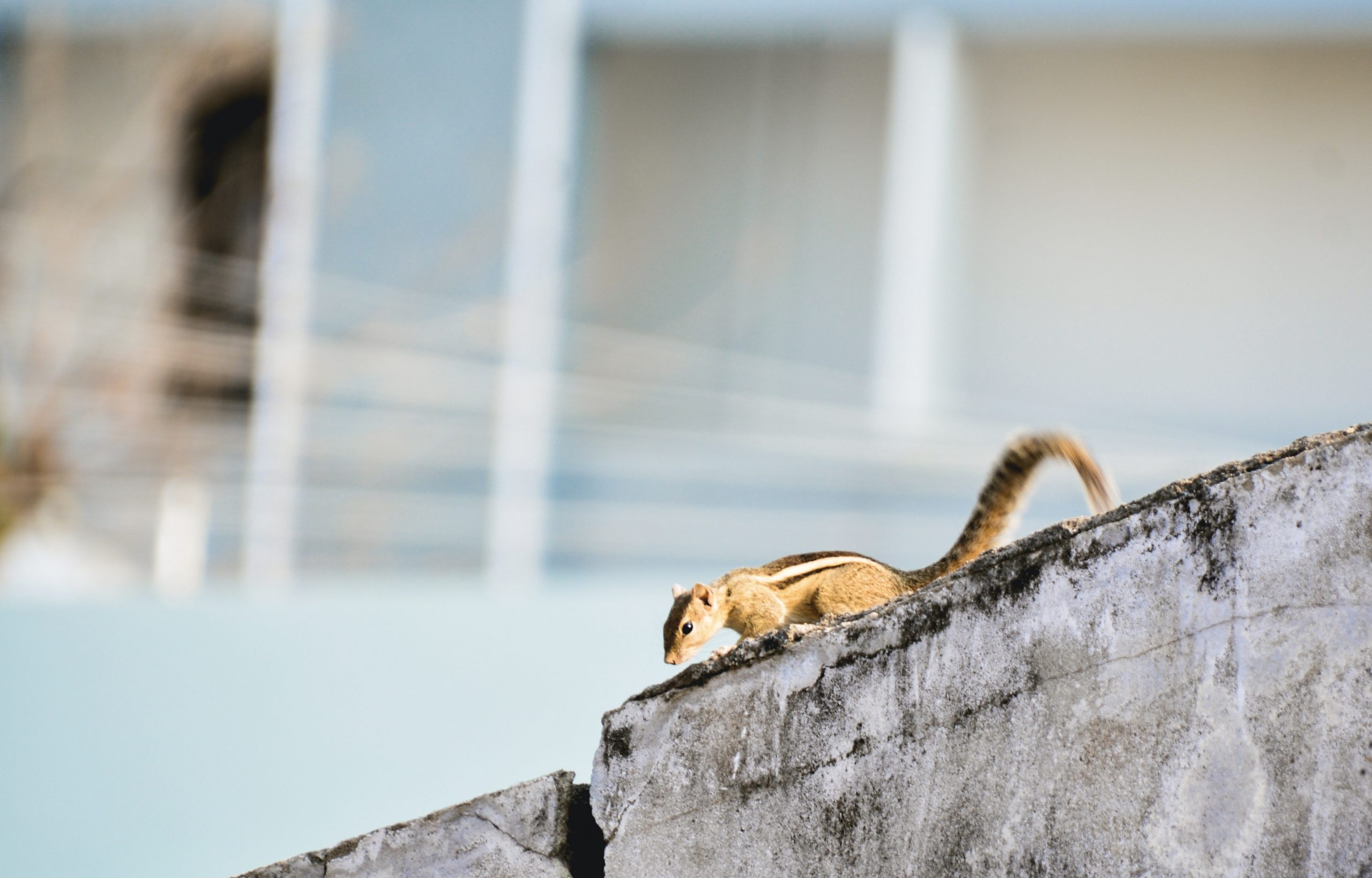 Squirrel on wall