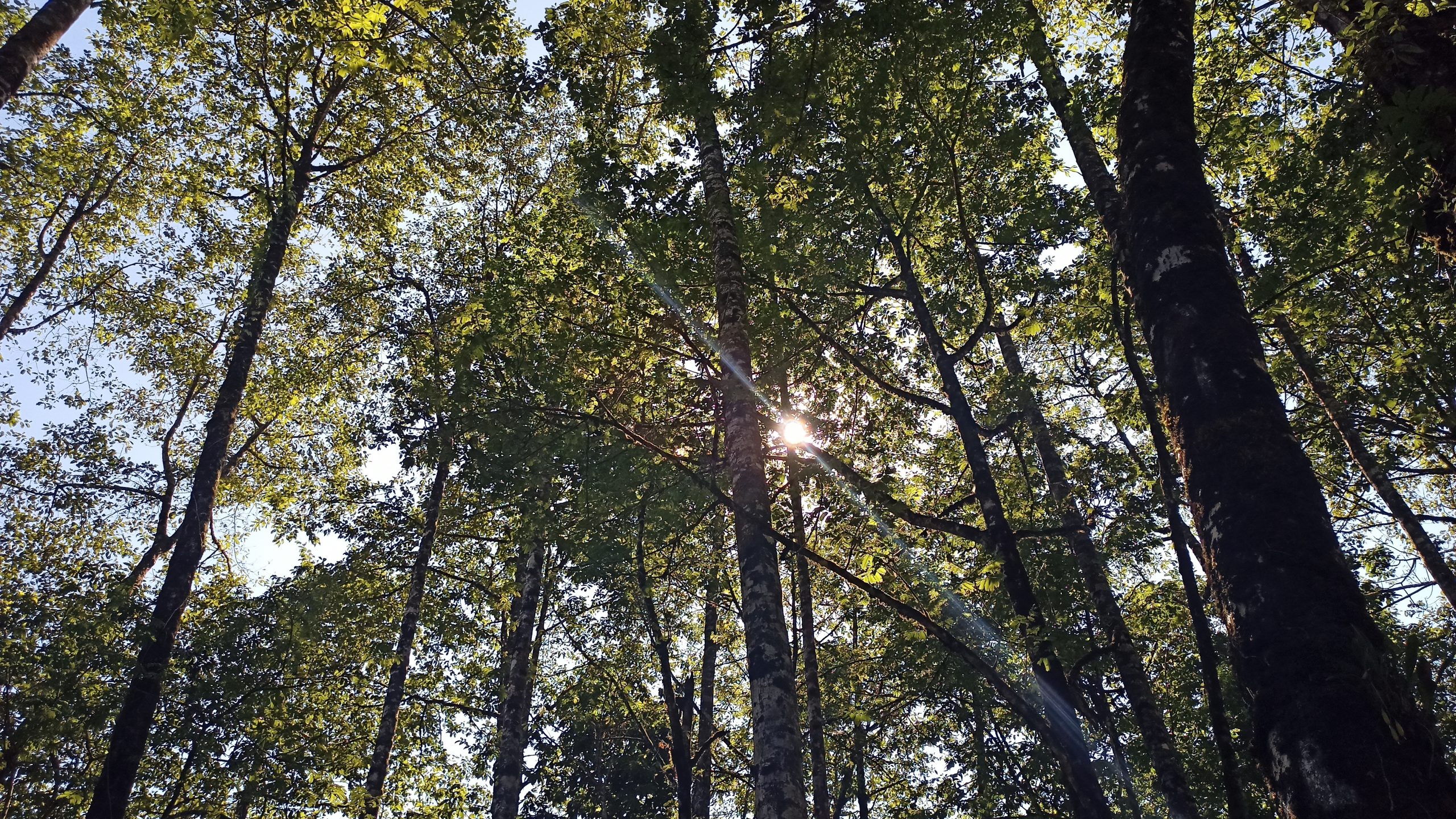 sun setting behind trees