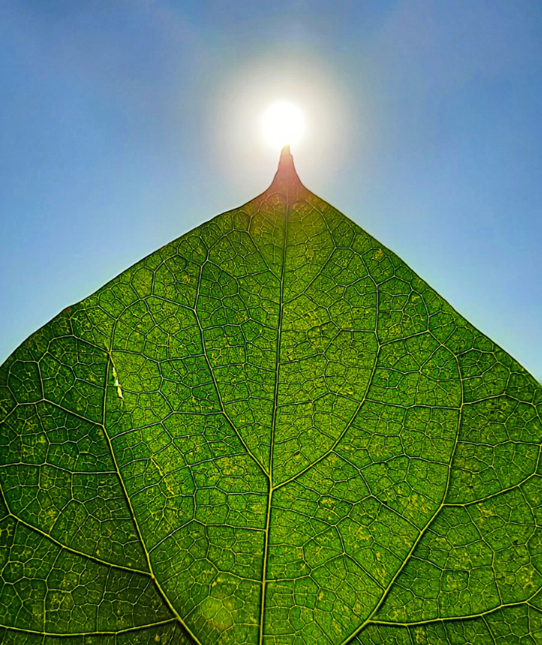Sun on a leaf top