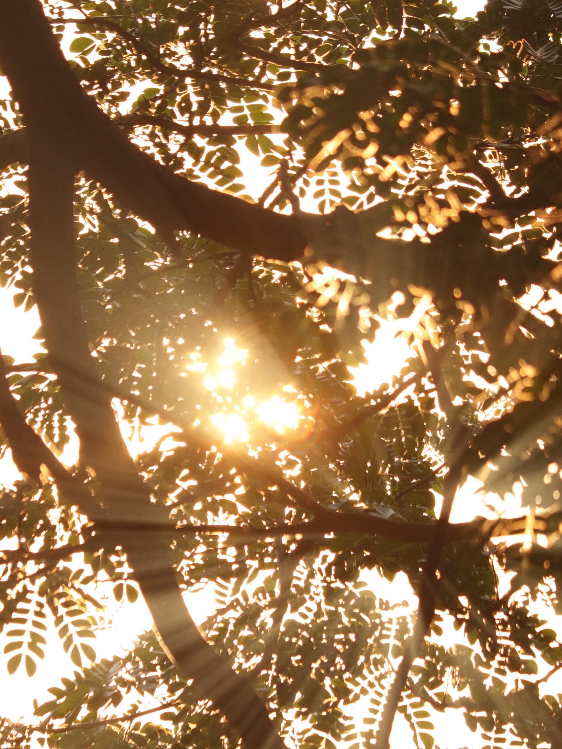 Sunrays through a tree