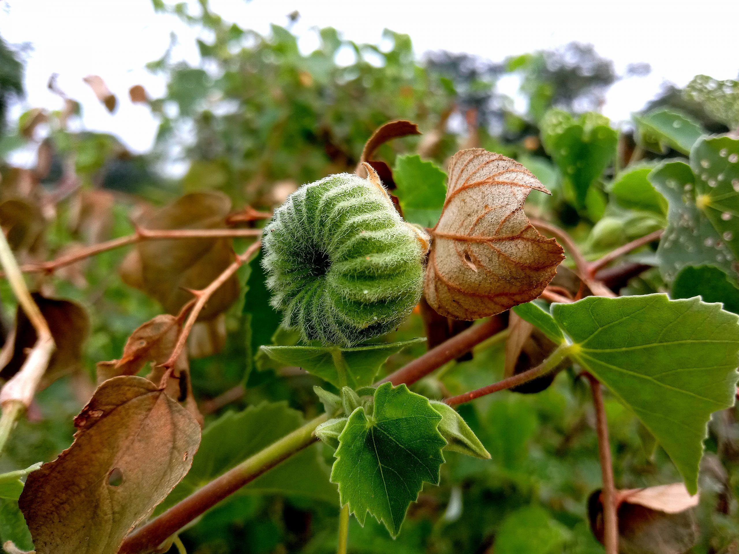 Cotton plant buds