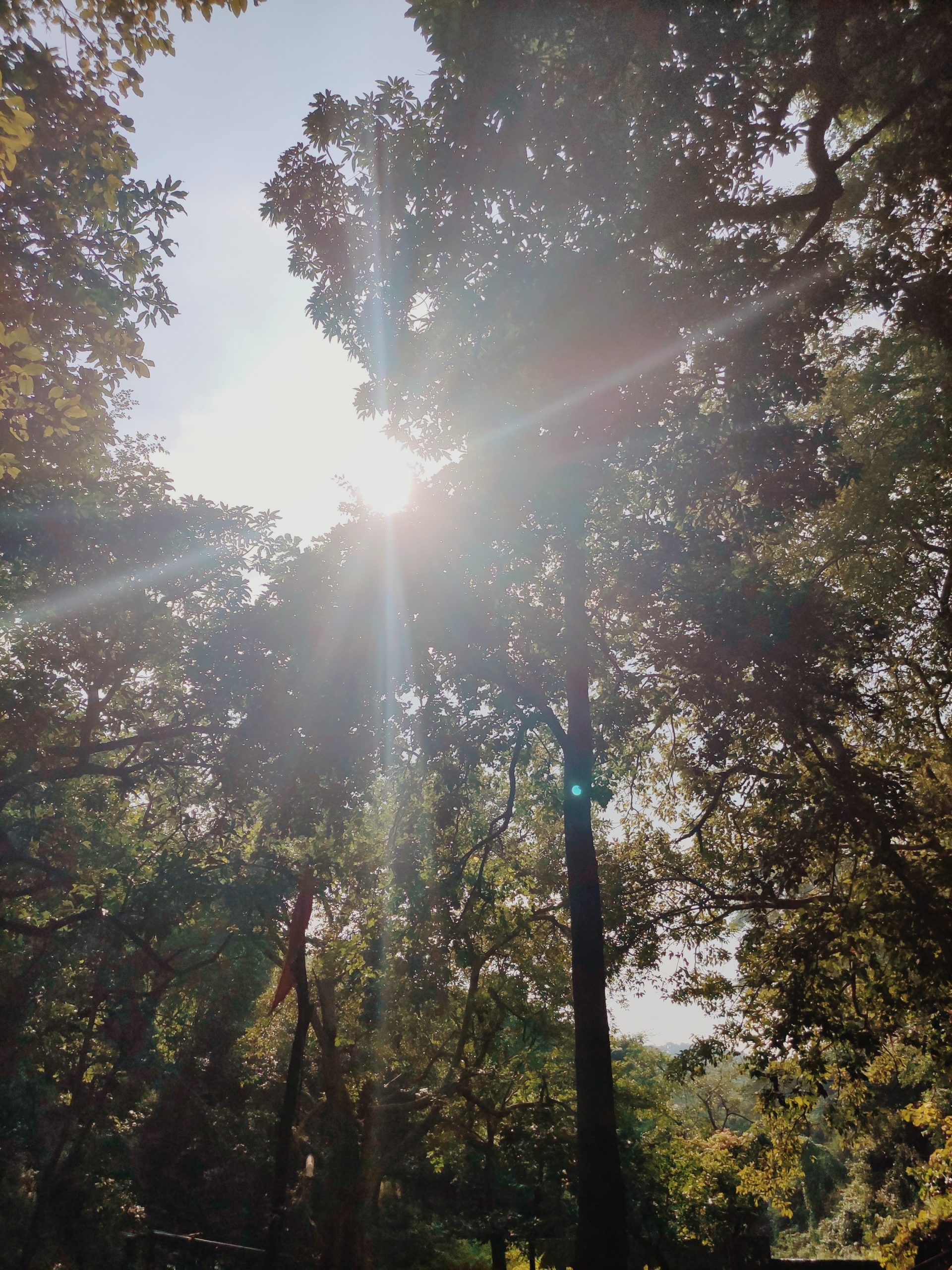 Sun rays through trees