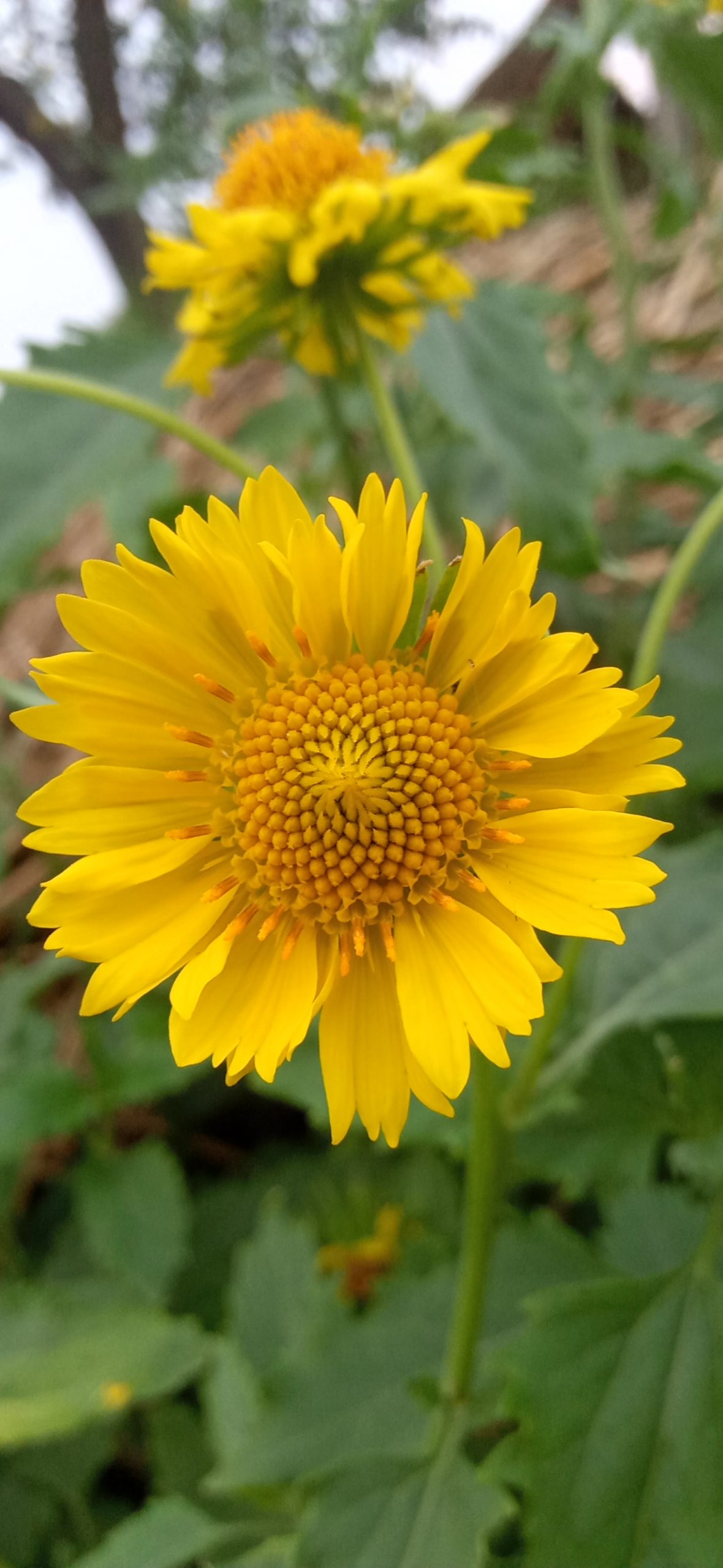 Flowering plant