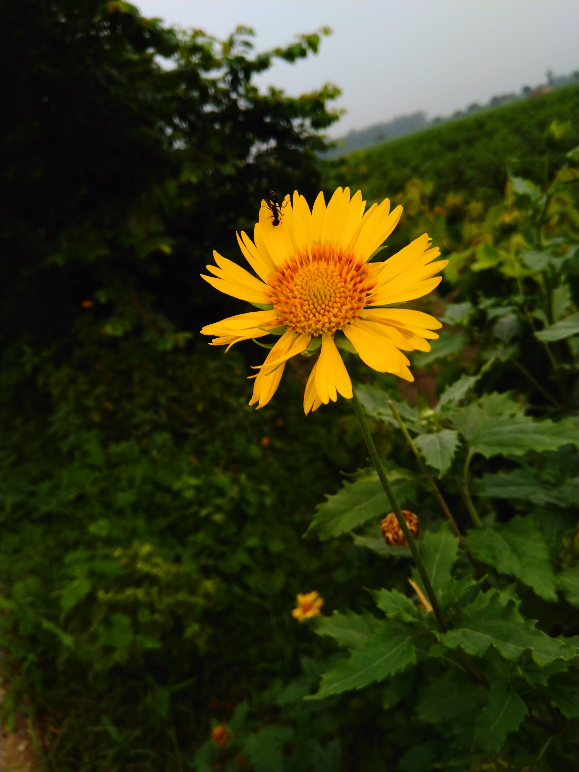 Flowering plant