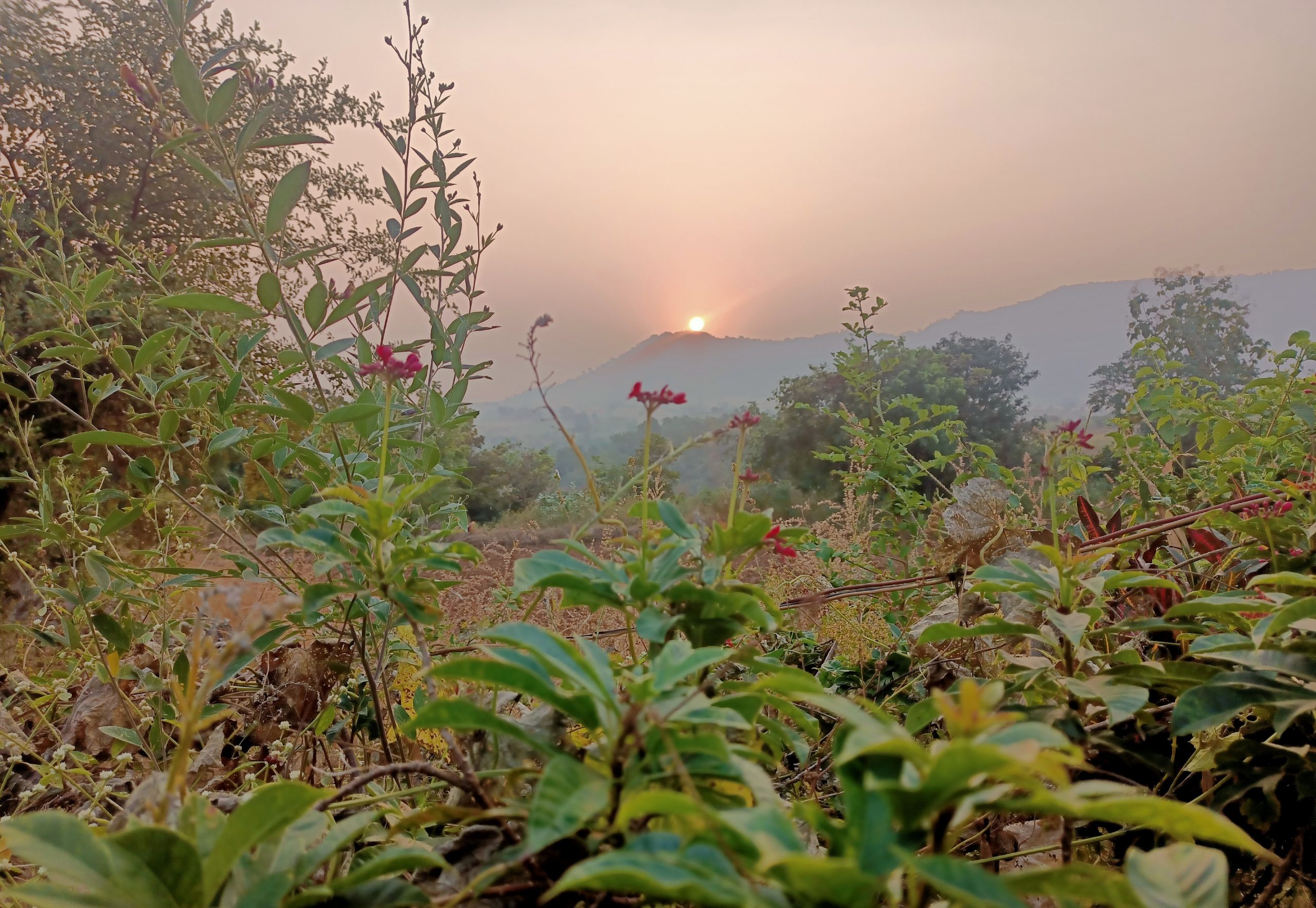 Sunset through plants