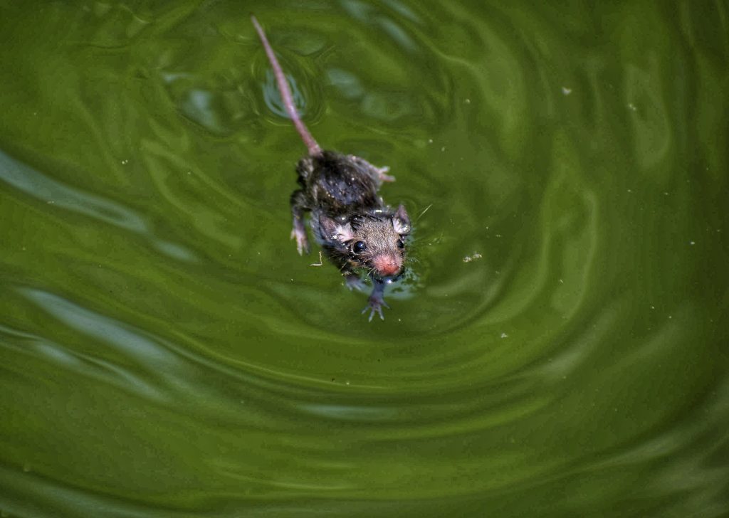 A rat in water - PixaHive